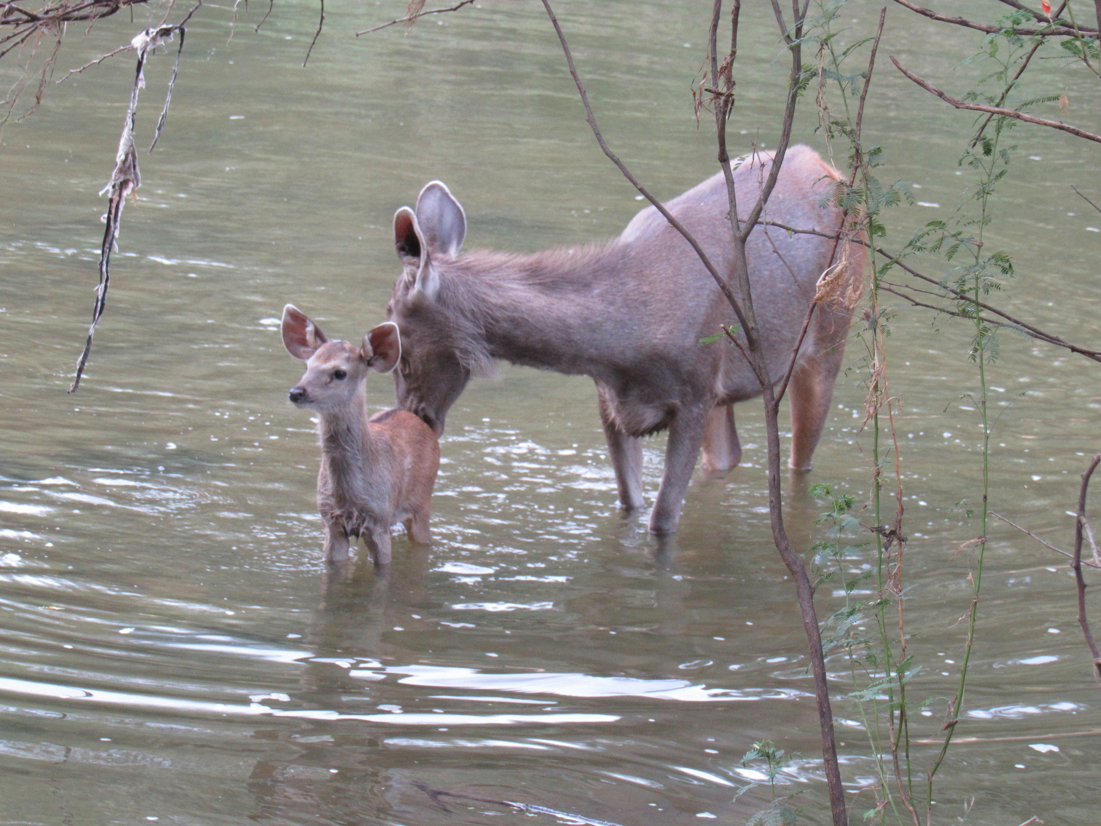 A couple of deer standing in a body of water