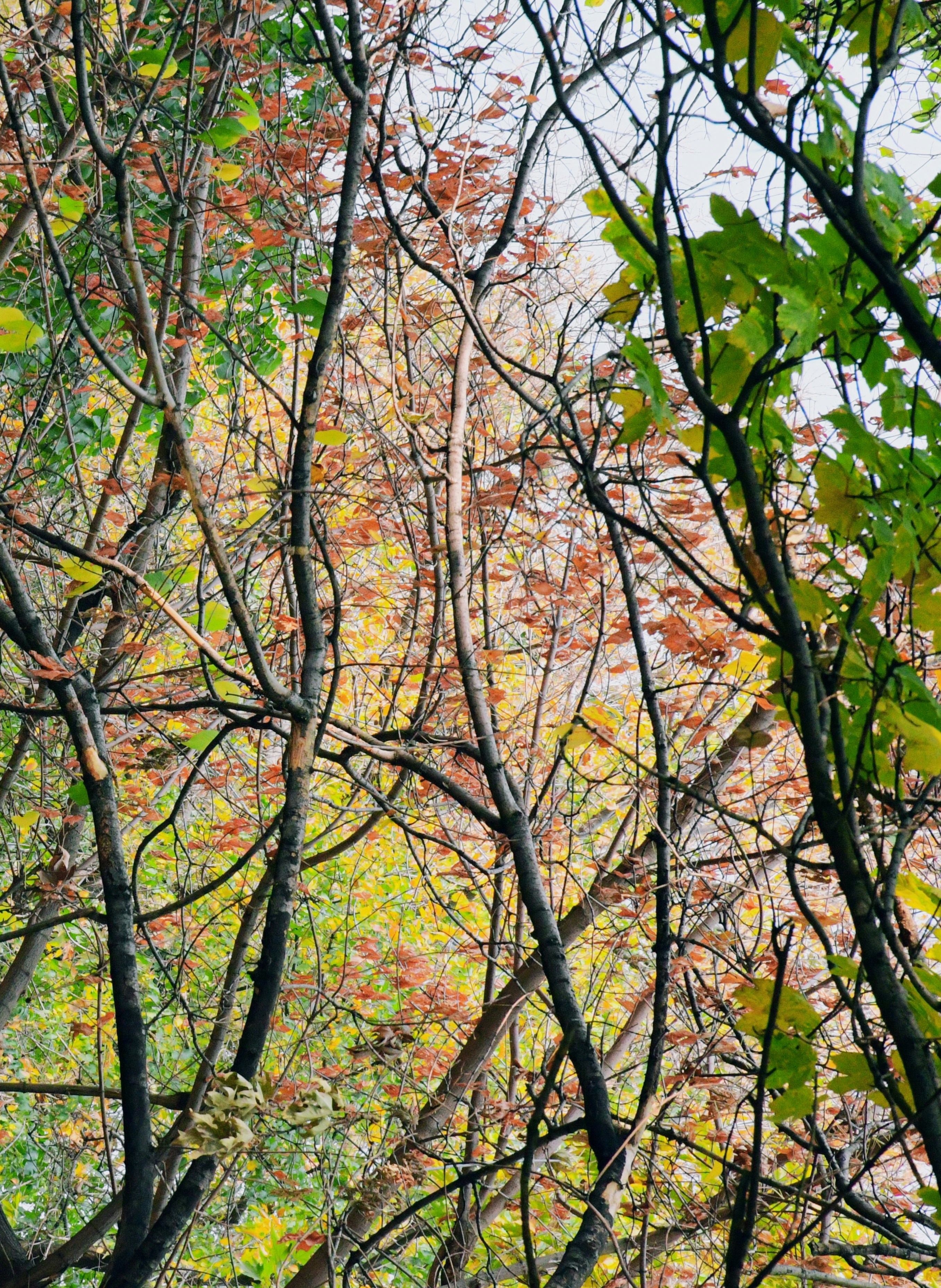 Photo by rashedpaykary