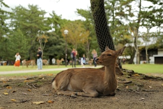 A deer that is laying down in the dirt