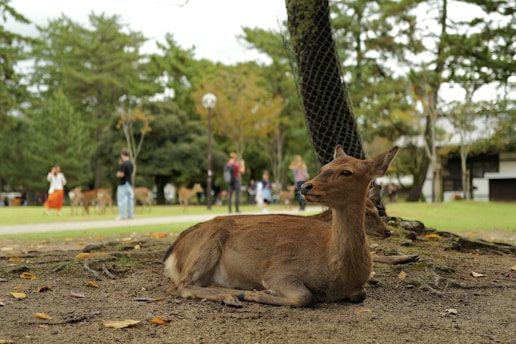 A deer that is laying down in the dirt