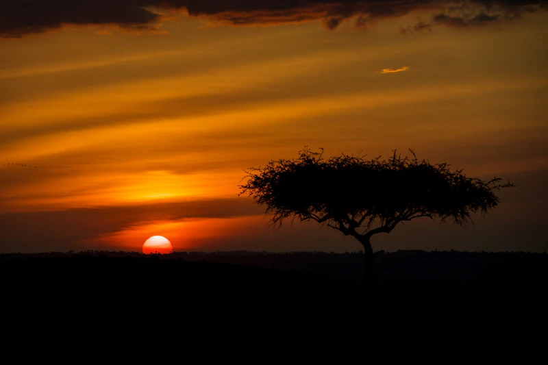 Acacia tree at dusk