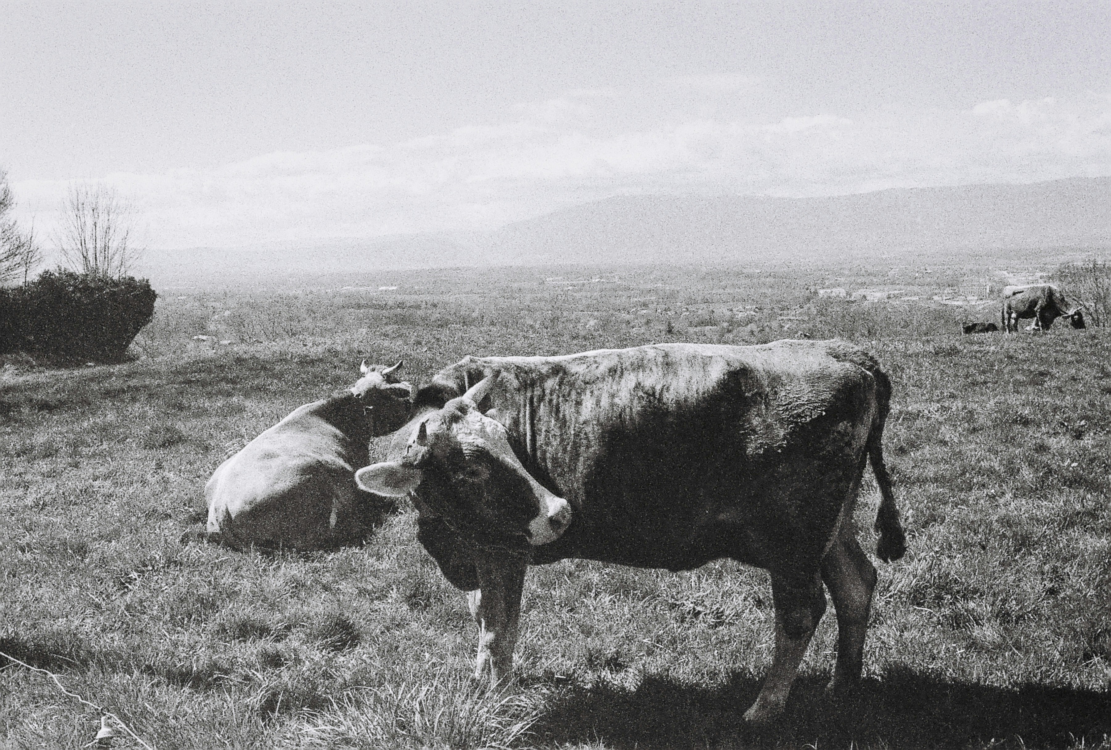 A black and white photo of cows in a field