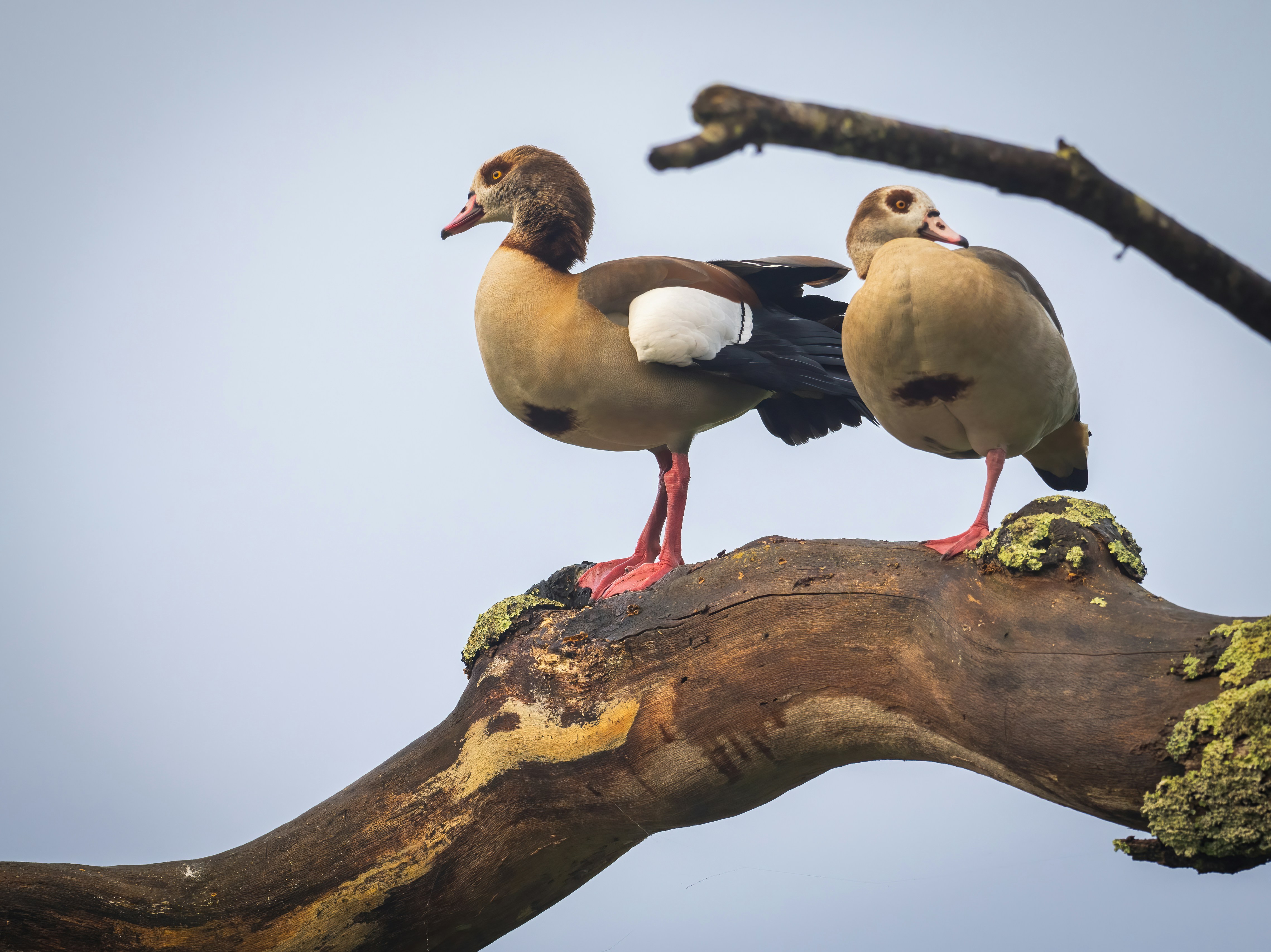 Two birds sitting on top of a tree branch photo – Free Green Image on ...