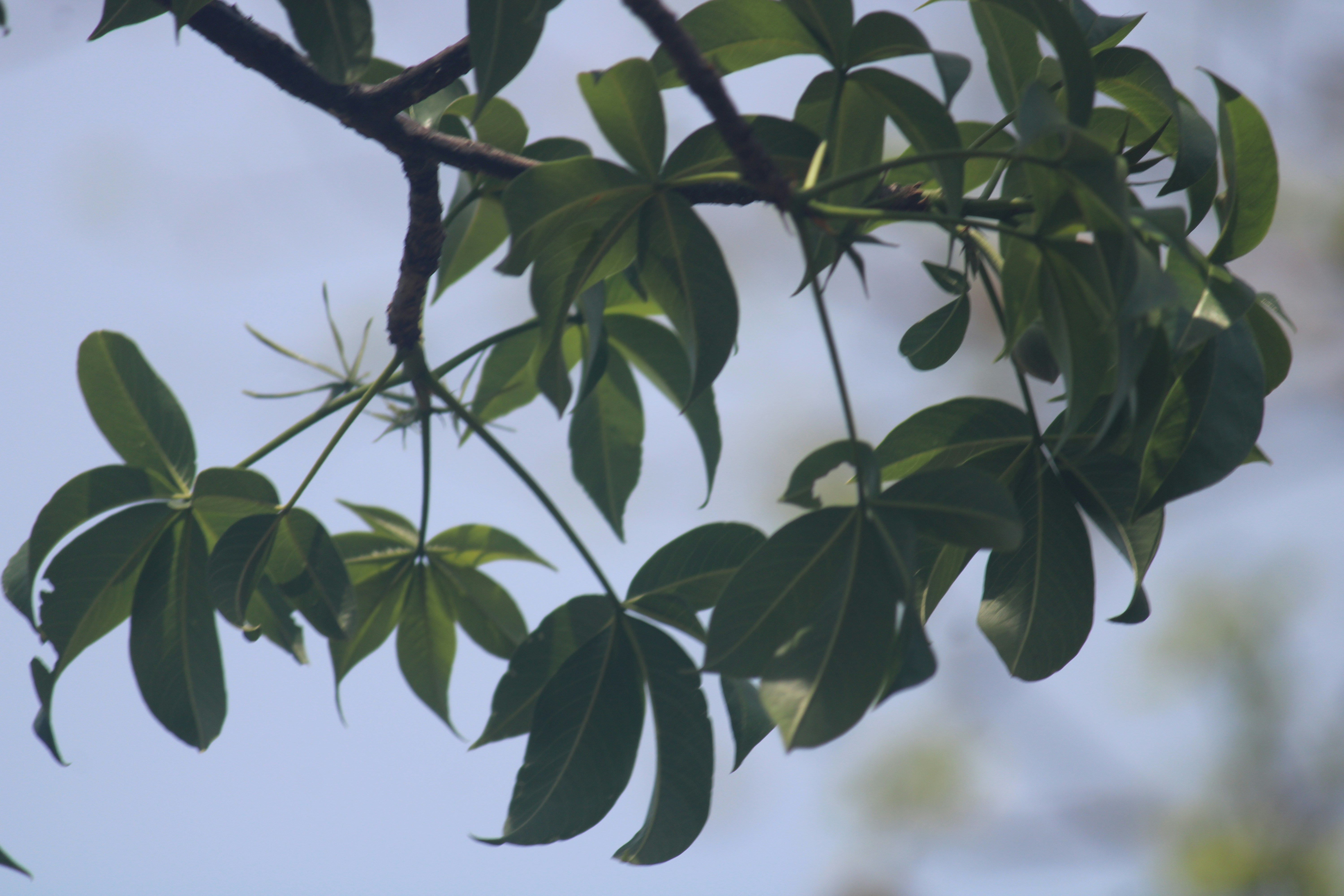 Photo by manoj_poosam