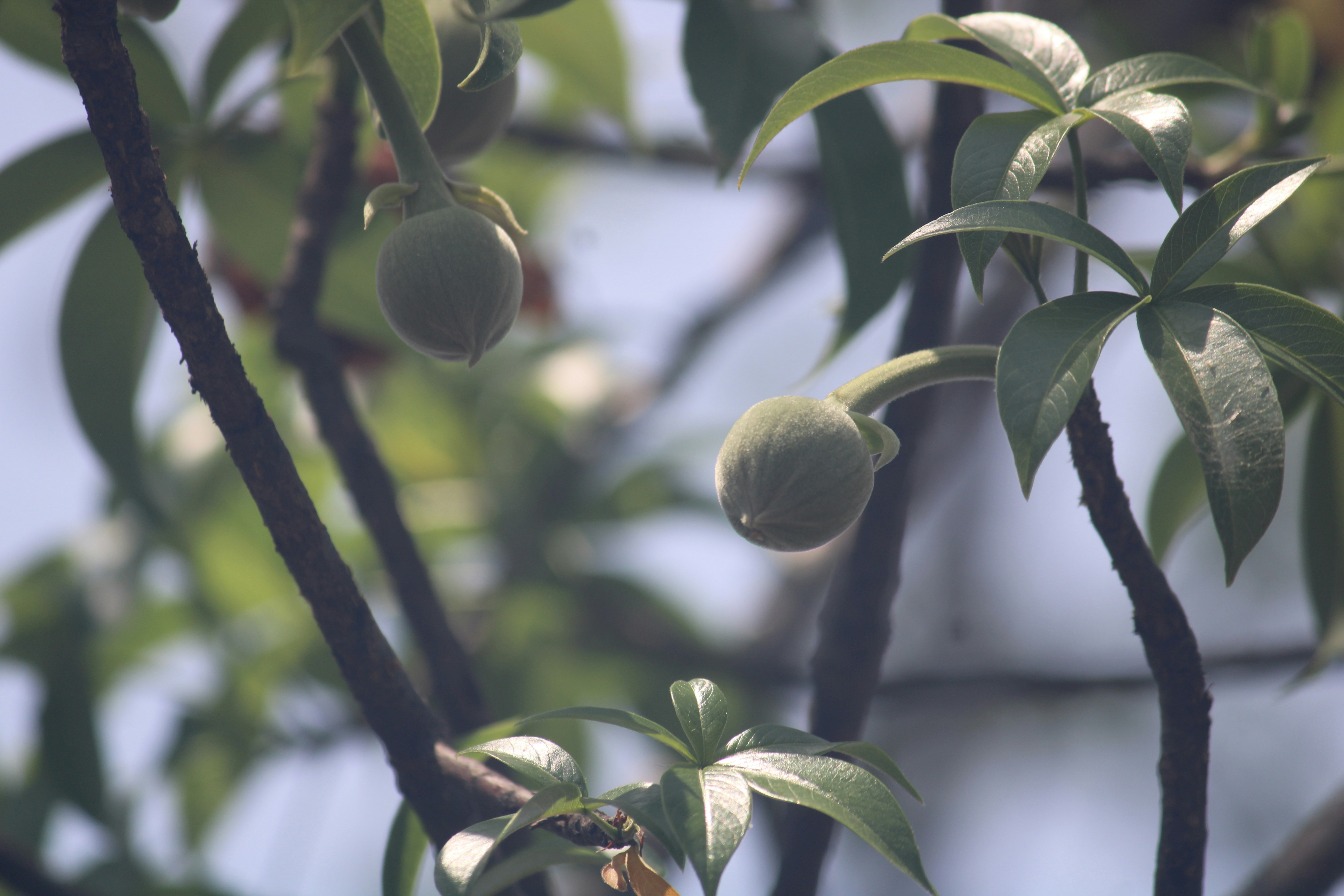 Photo by manoj_poosam