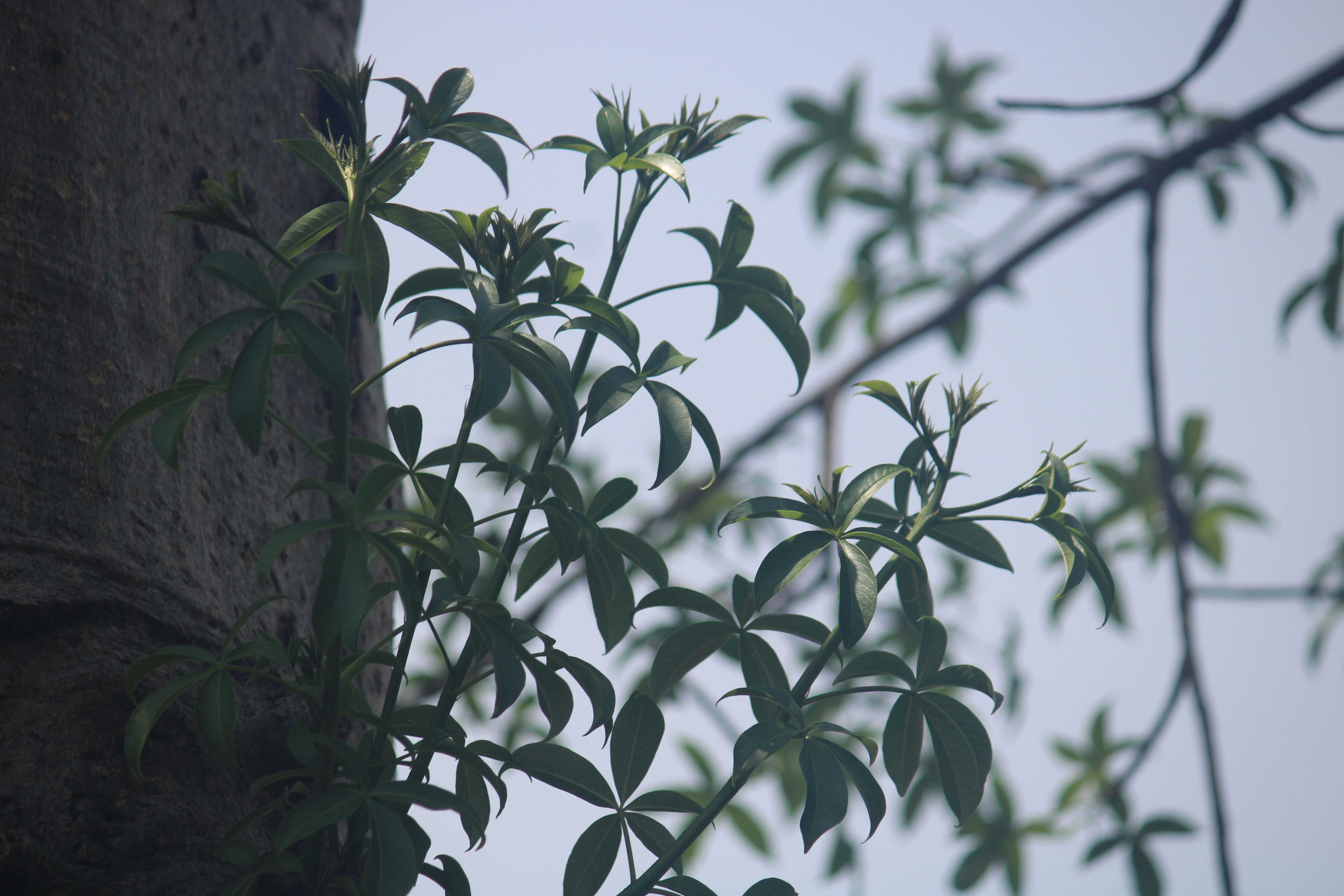 Photo by manoj_poosam