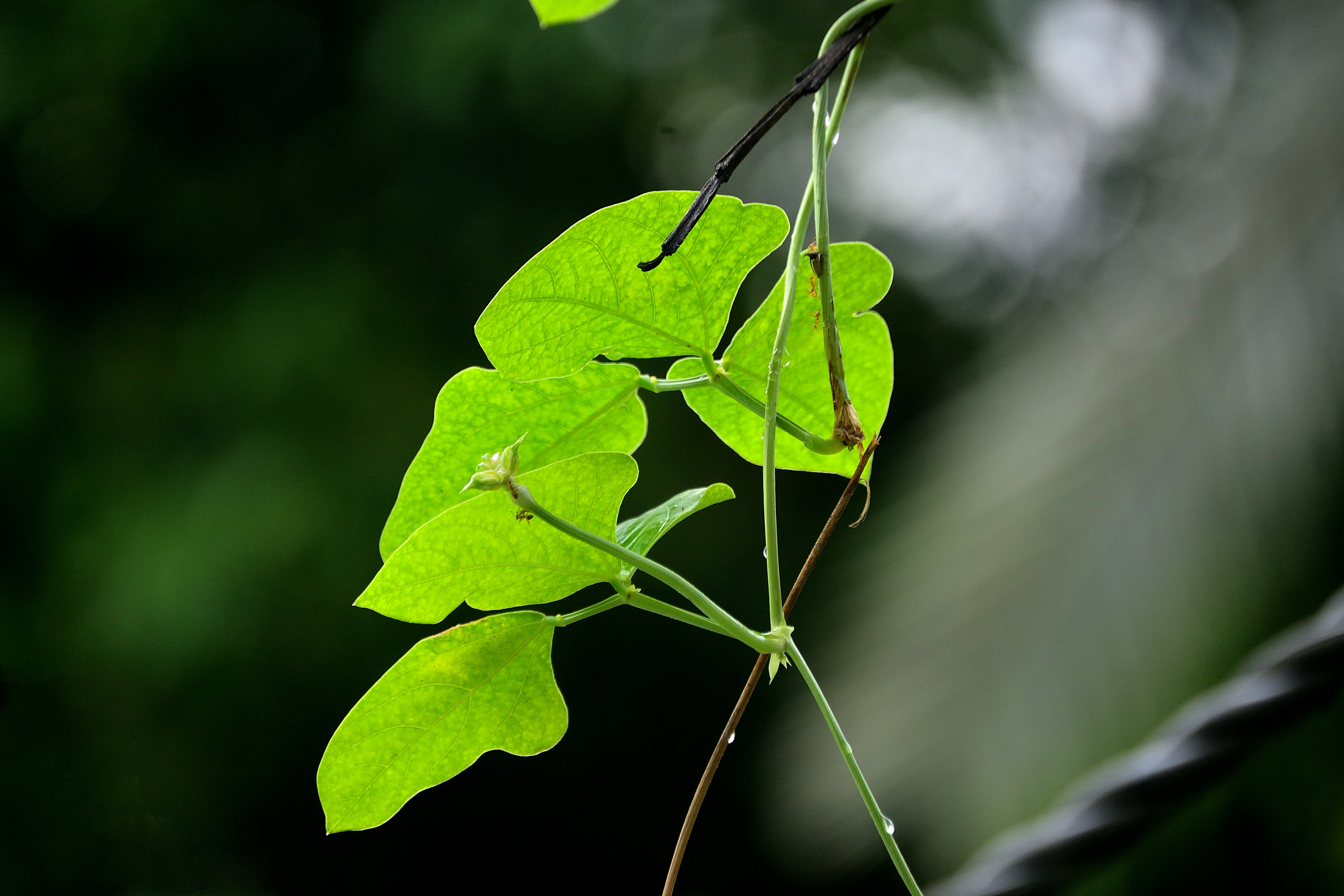 Photo by ruvindukeeshava