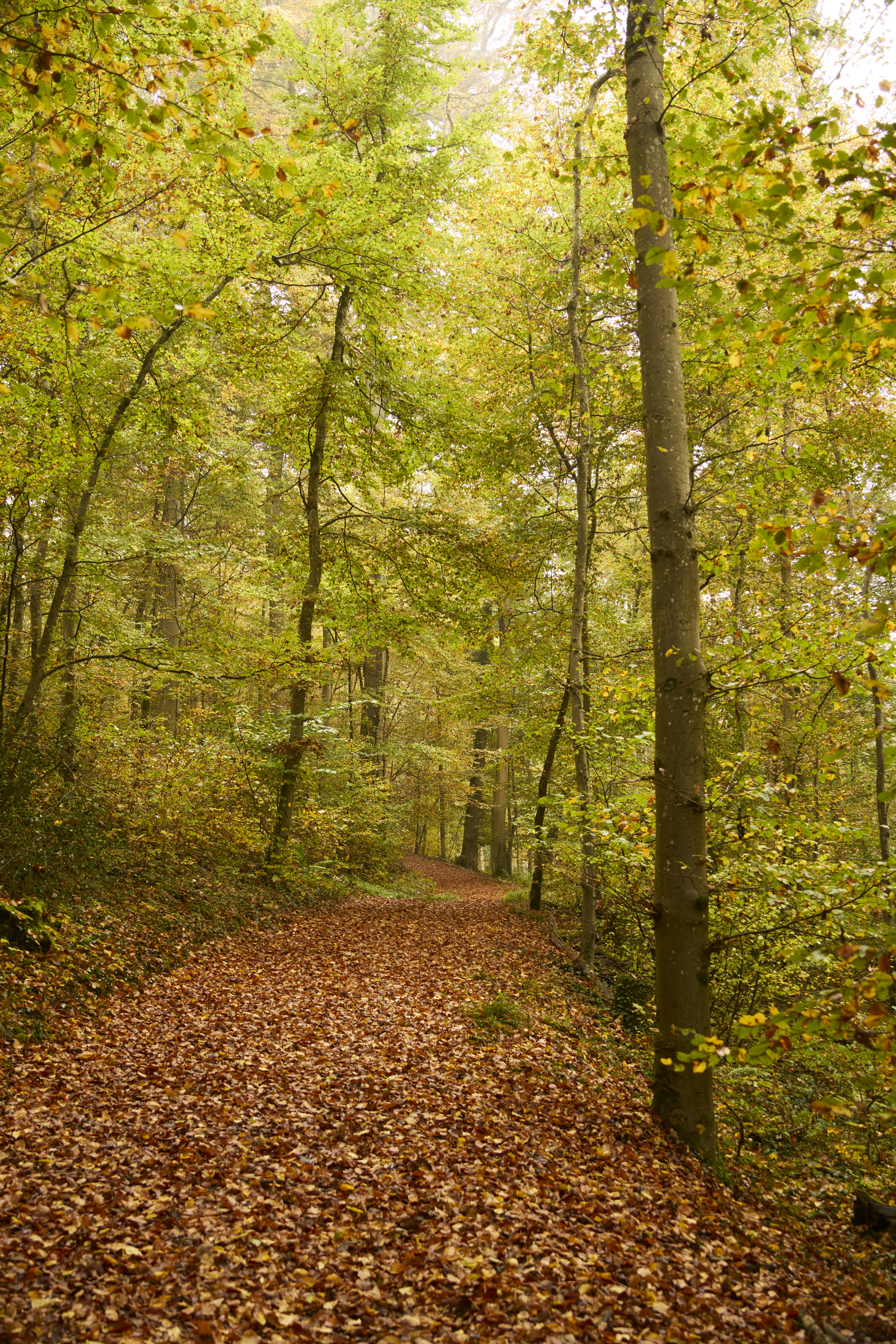 Photo by wolfgang_hasselmann