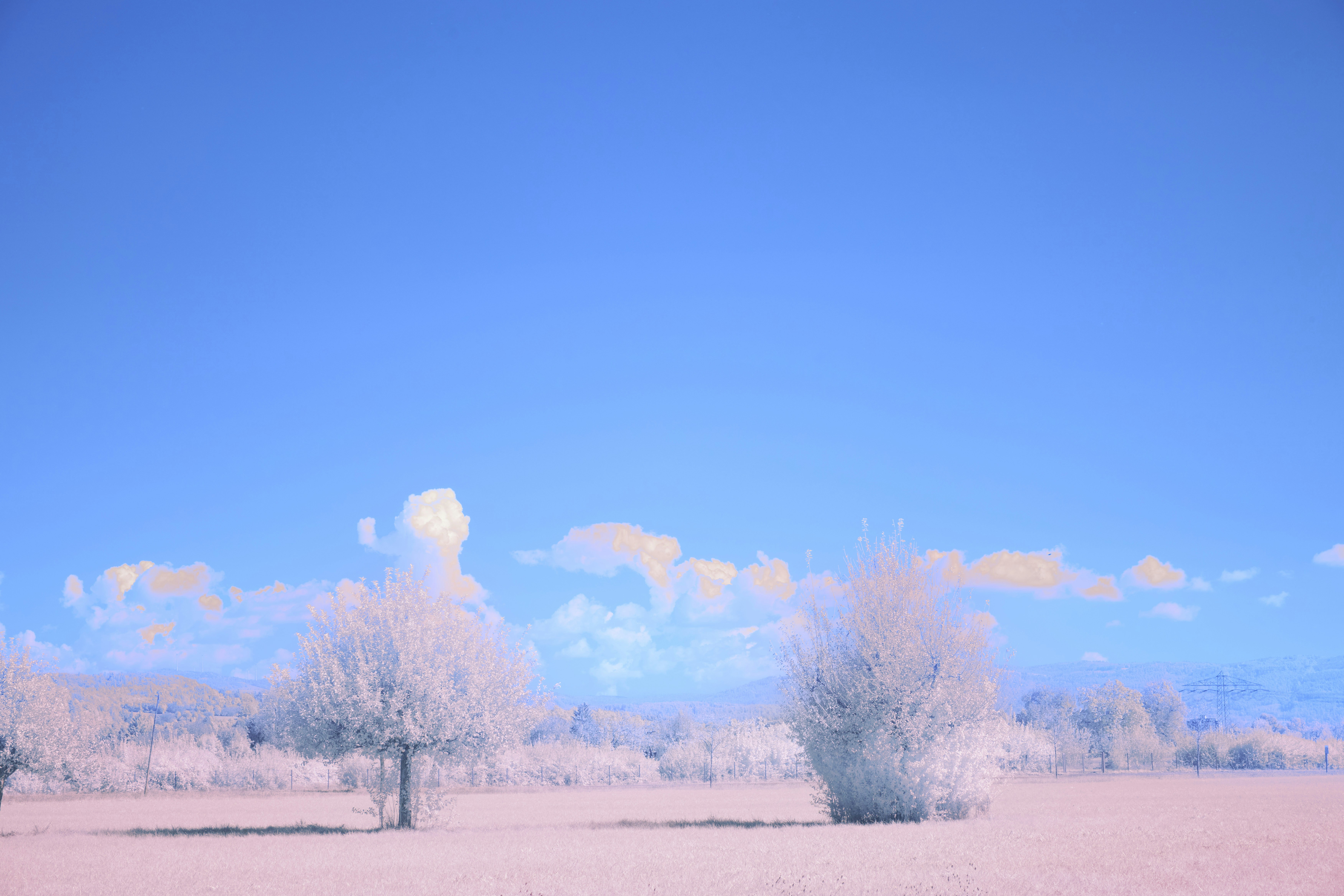 Photo by wolfgang_hasselmann