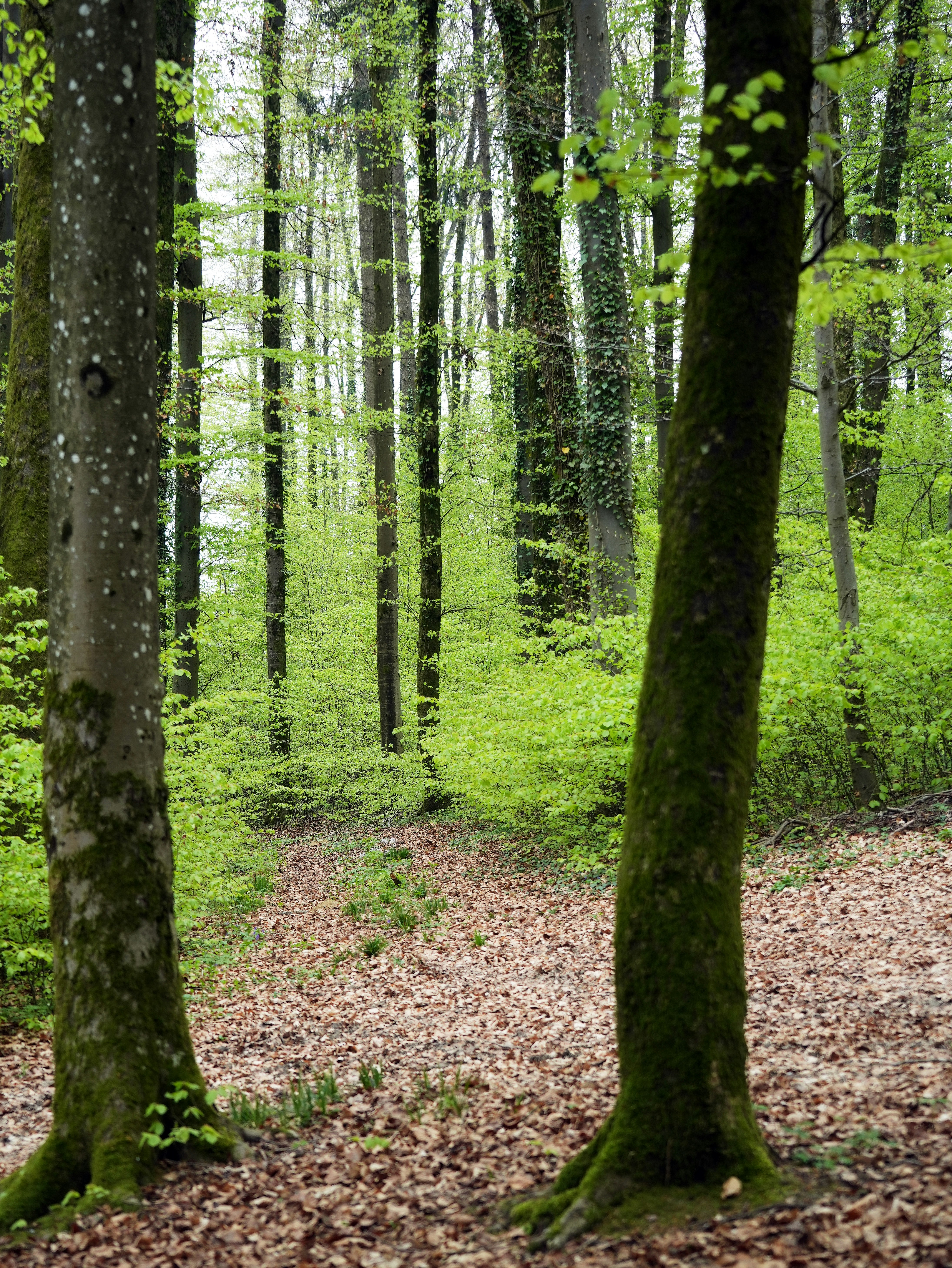 Photo by wolfgang_hasselmann