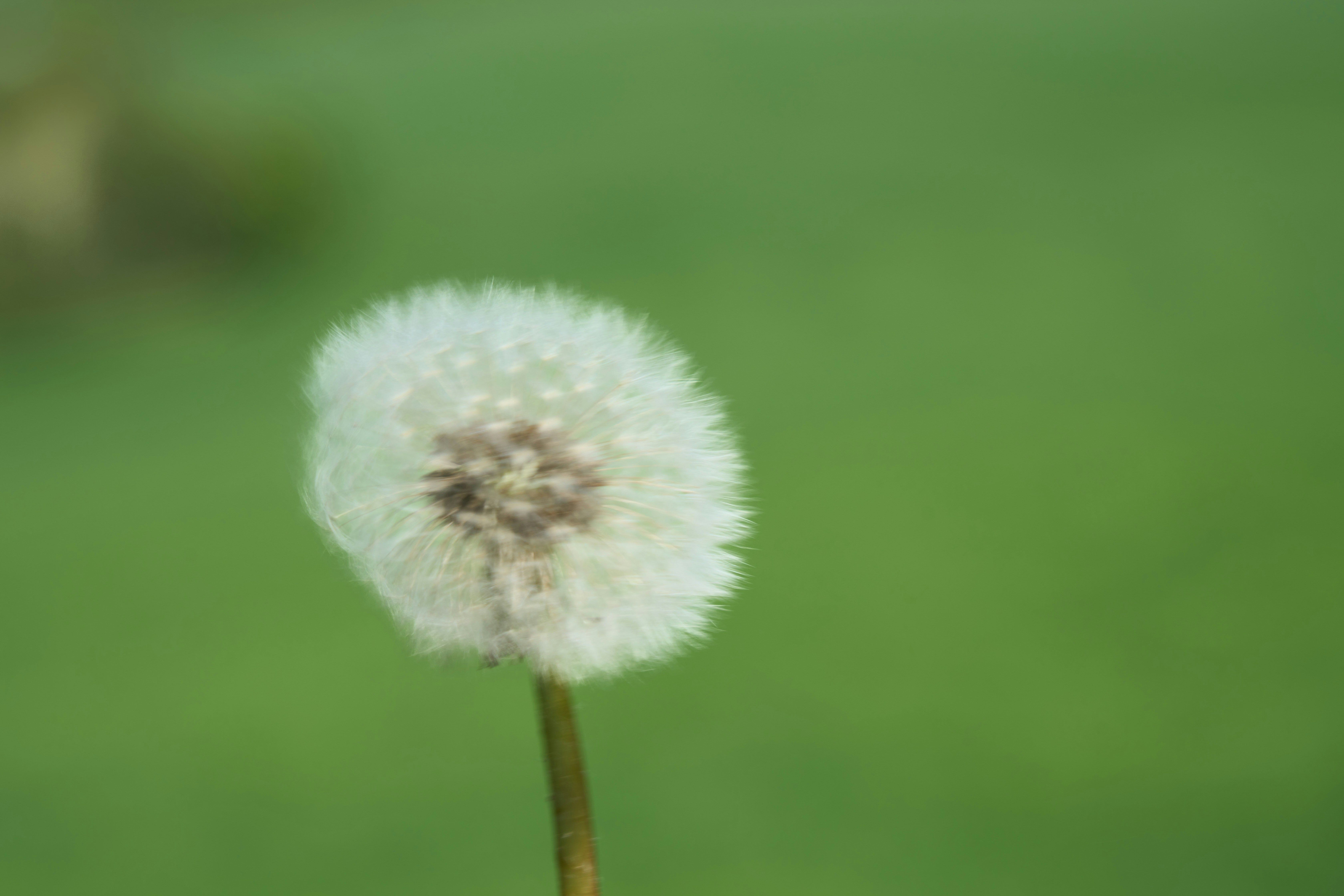 Photo by wolfgang_hasselmann