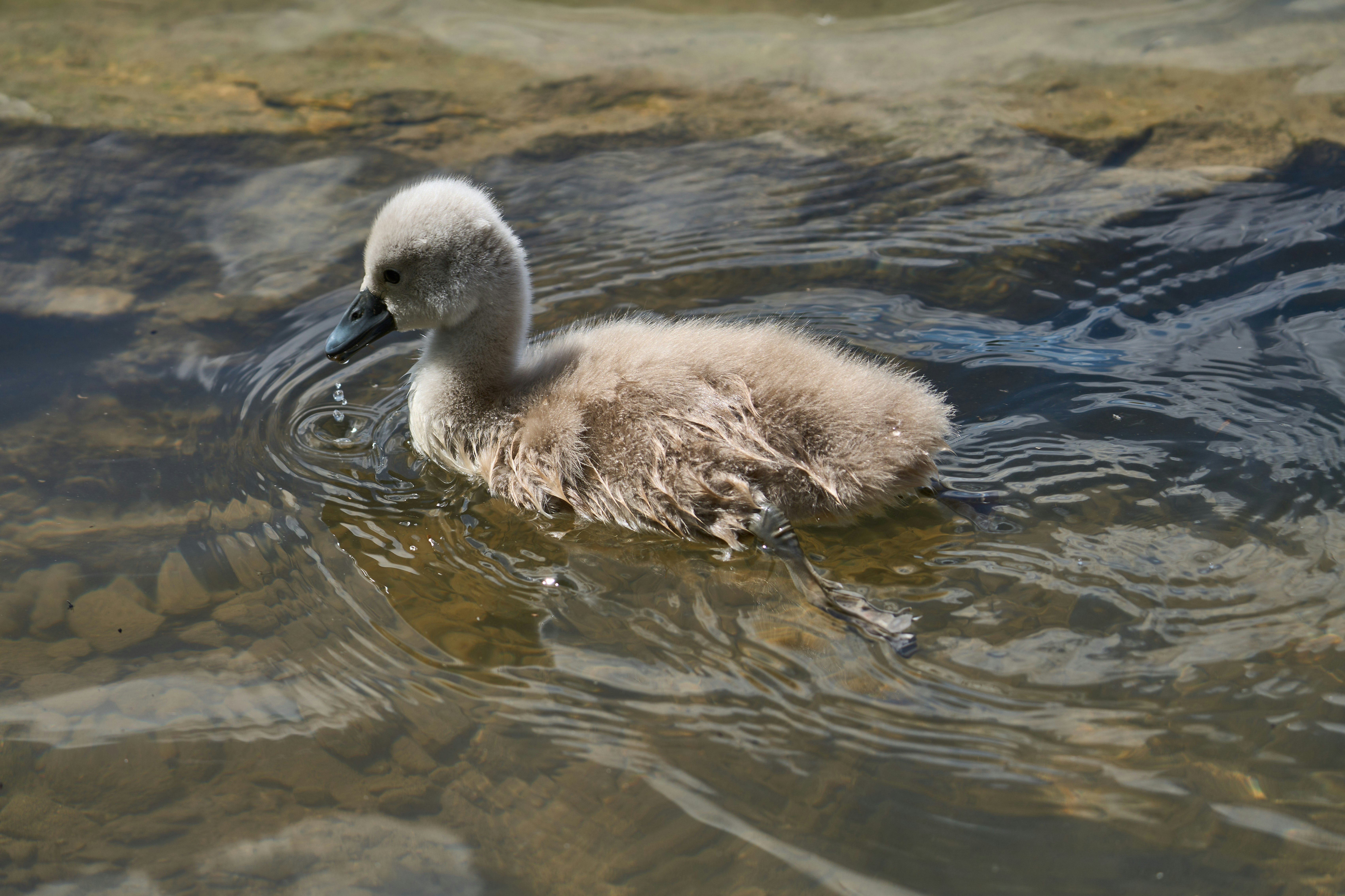 Photo by wolfgang_hasselmann