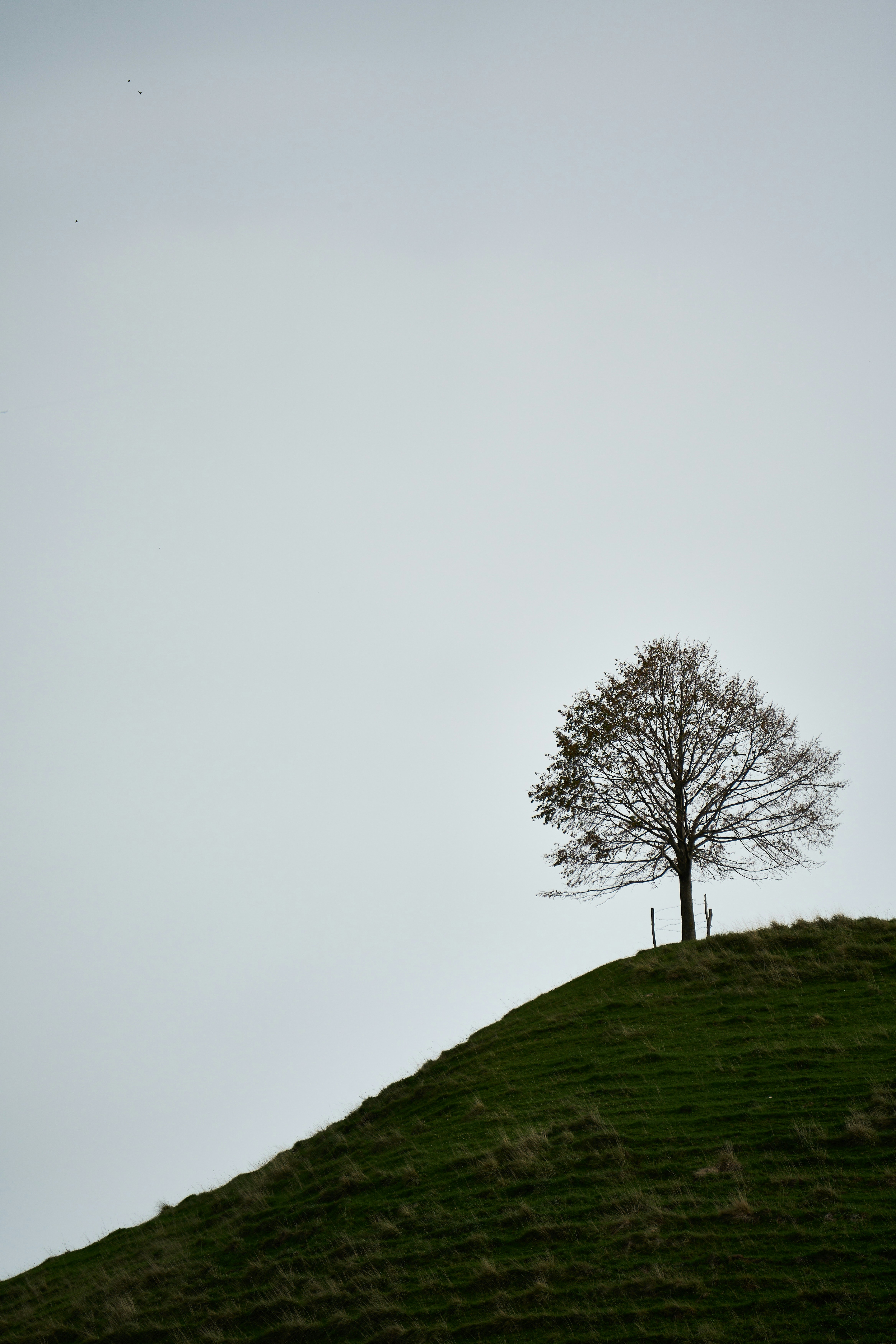 Photo by wolfgang_hasselmann