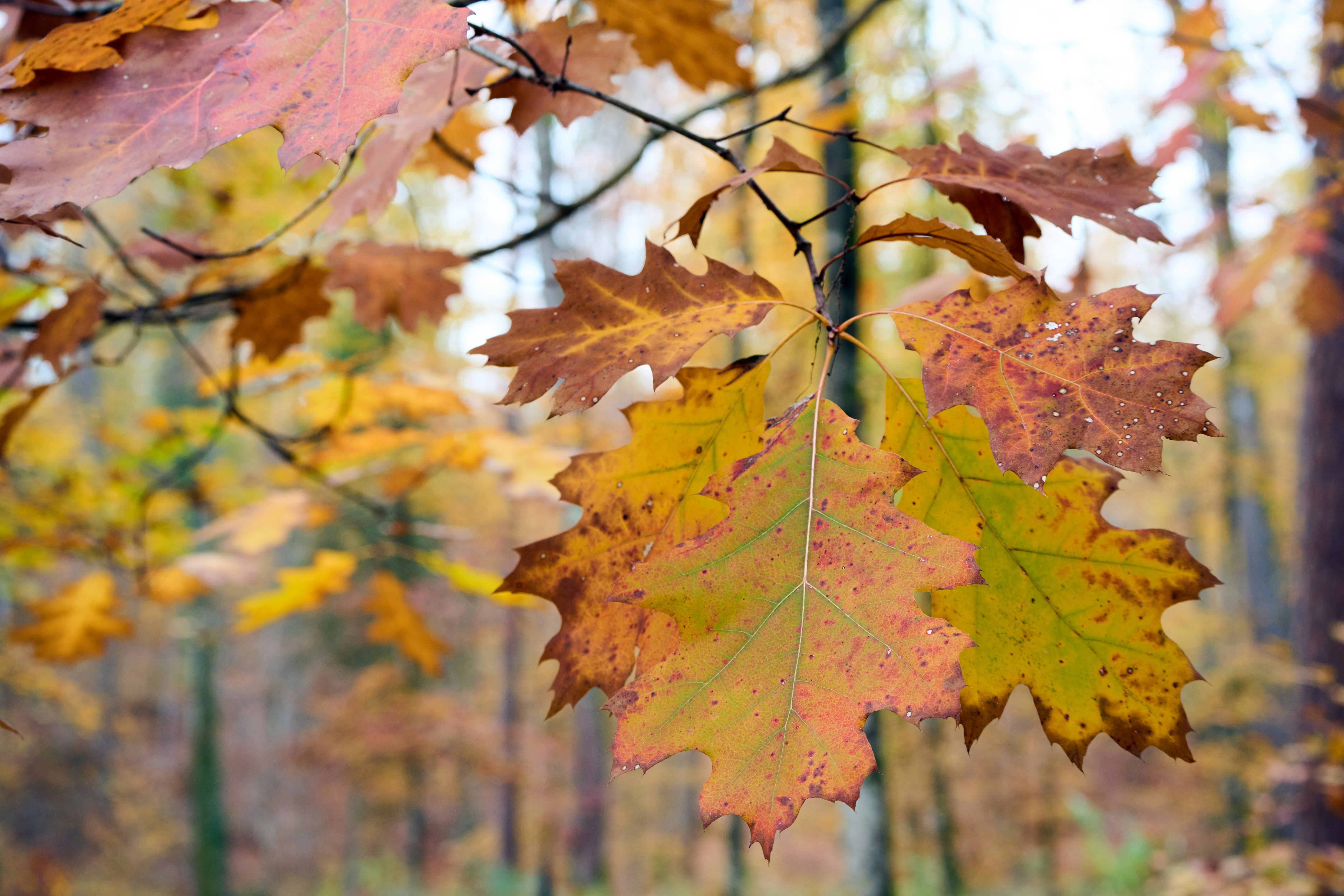 Photo by wolfgang_hasselmann