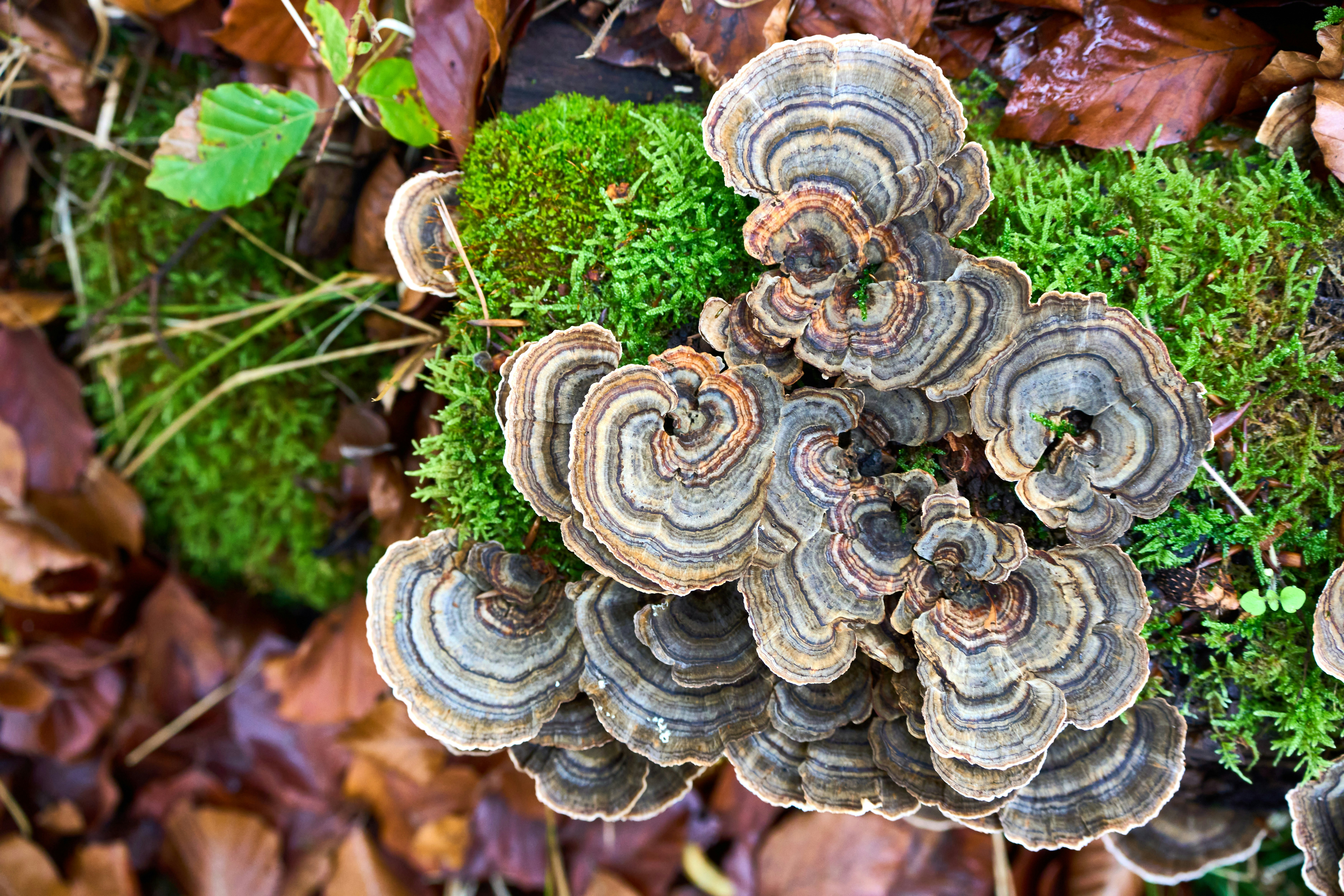 Photo by wolfgang_hasselmann