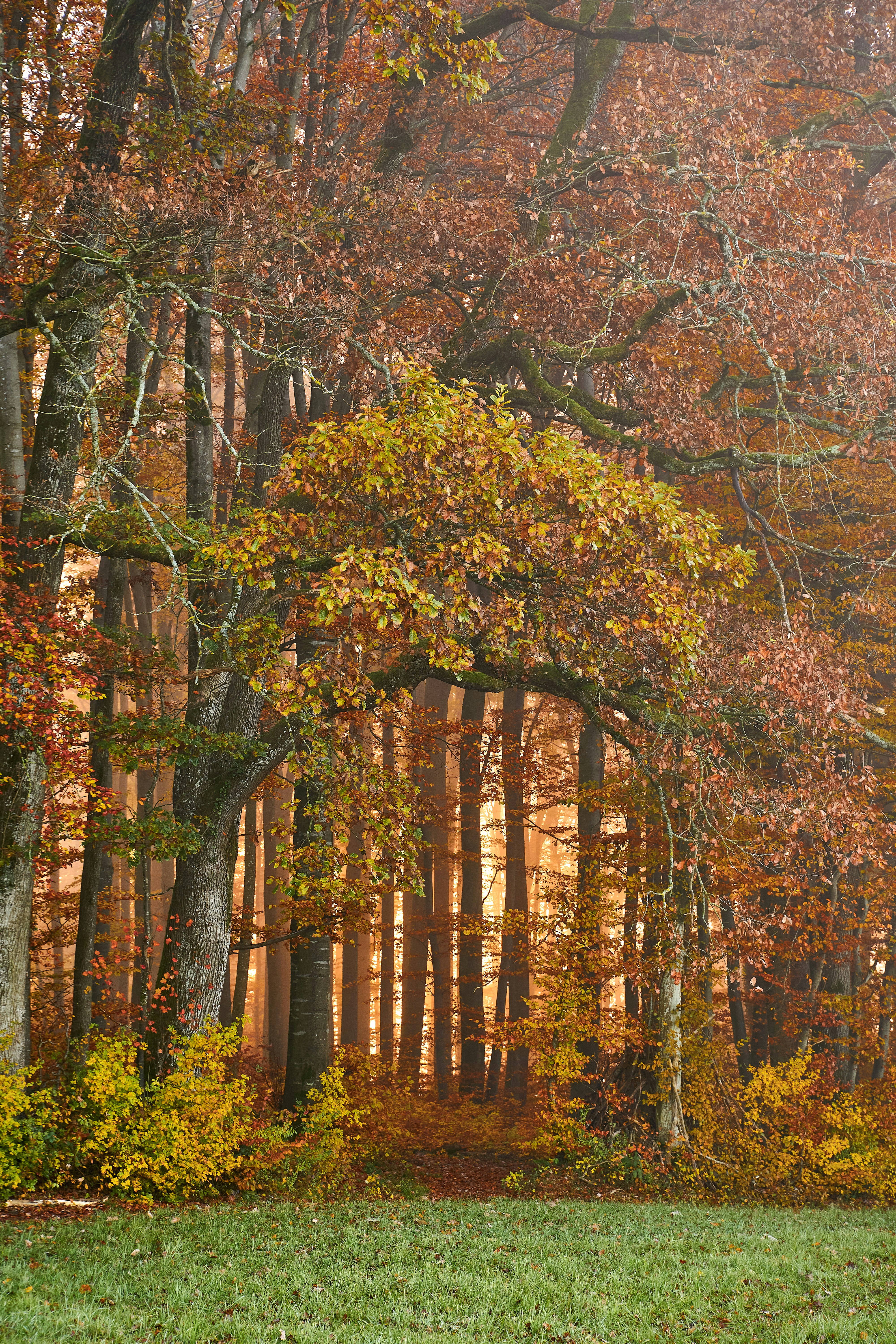 Photo by wolfgang_hasselmann