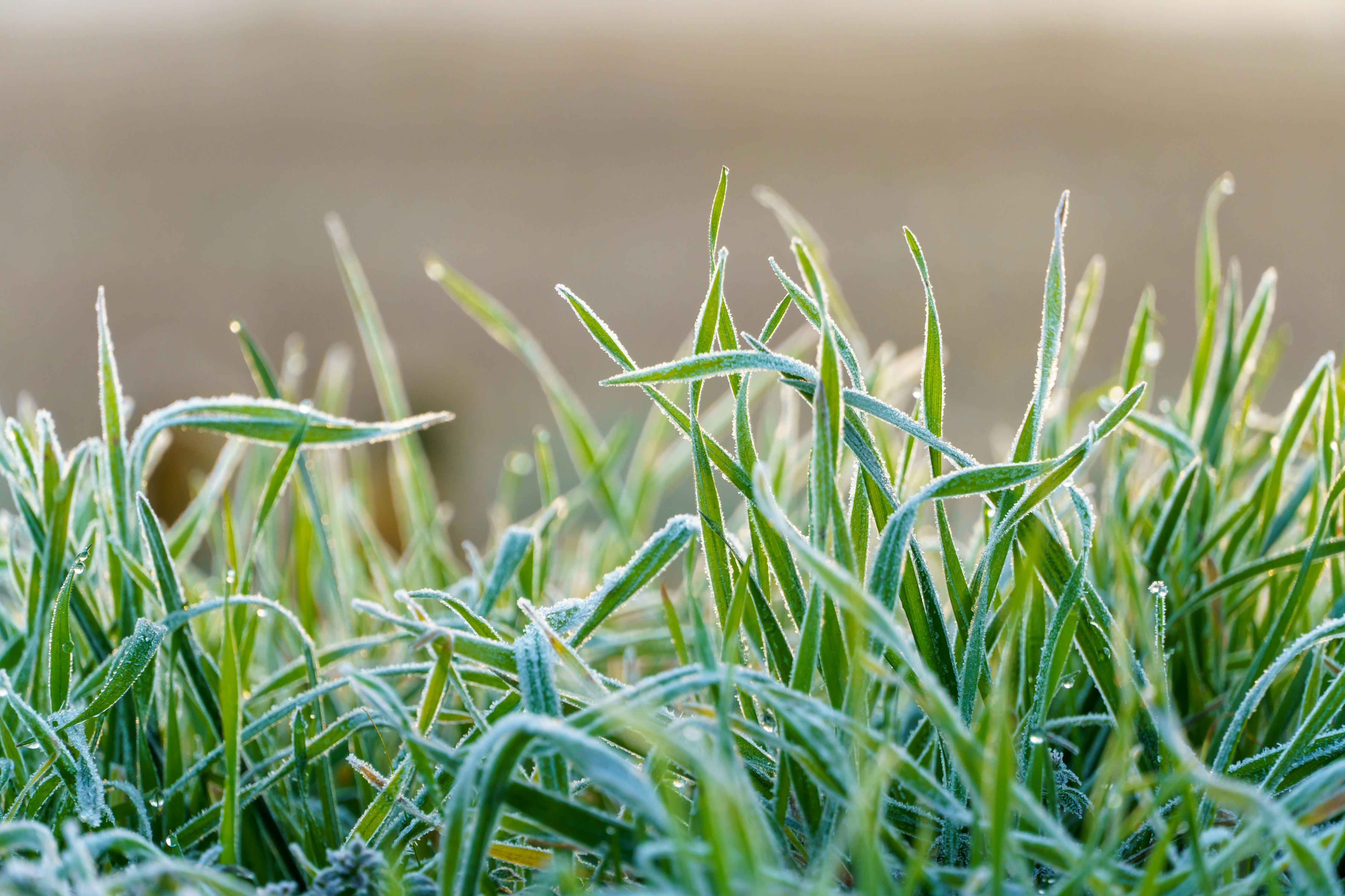 A close up of grass with frost on it