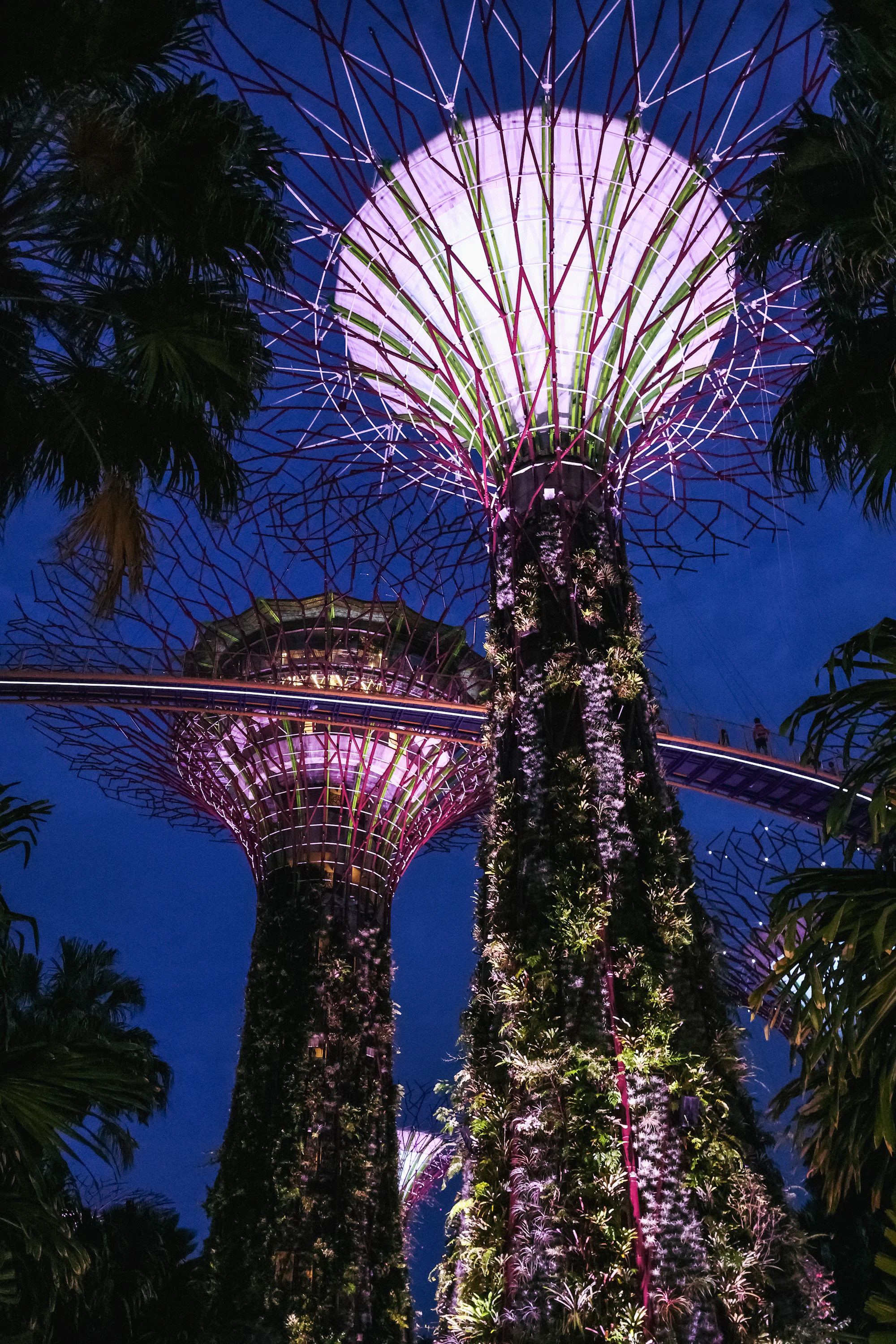 Supertrees lit up at night, Gardens by the Bay