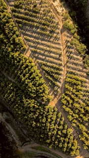 KWRYO, modo de plantación en montañas para aprovechar el flujo del agua