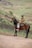 A man riding on the back of a brown horse