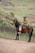 A man riding on the back of a brown horse