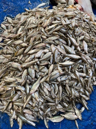 A pile of dead fish on a blue table