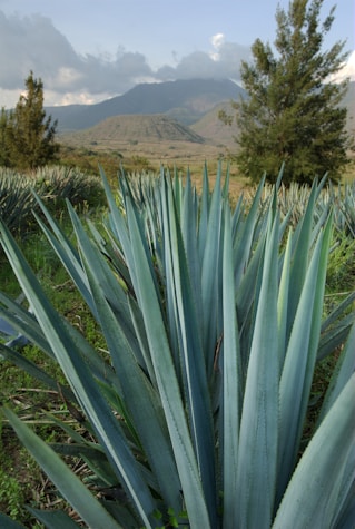 A large blue plant in a field with mountains in the background