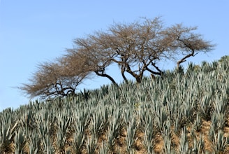 A large field of pineapple trees on top of a hill