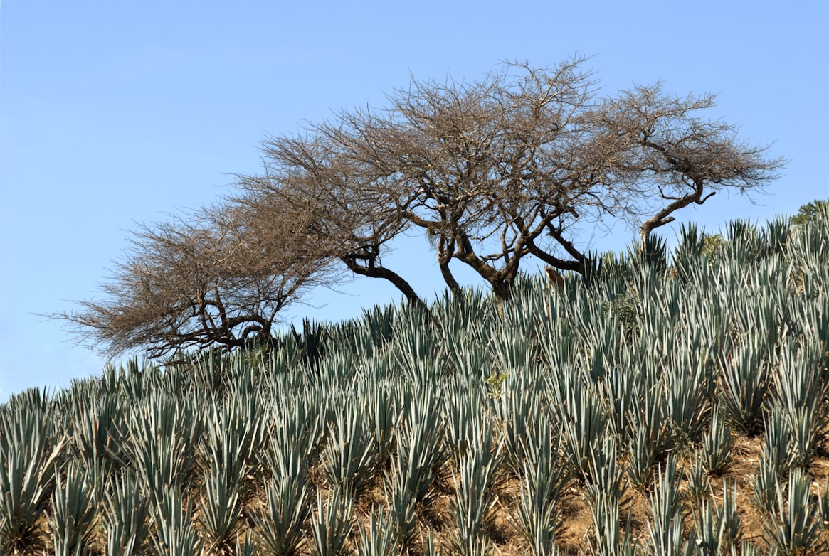 Campos de agave en Tequila