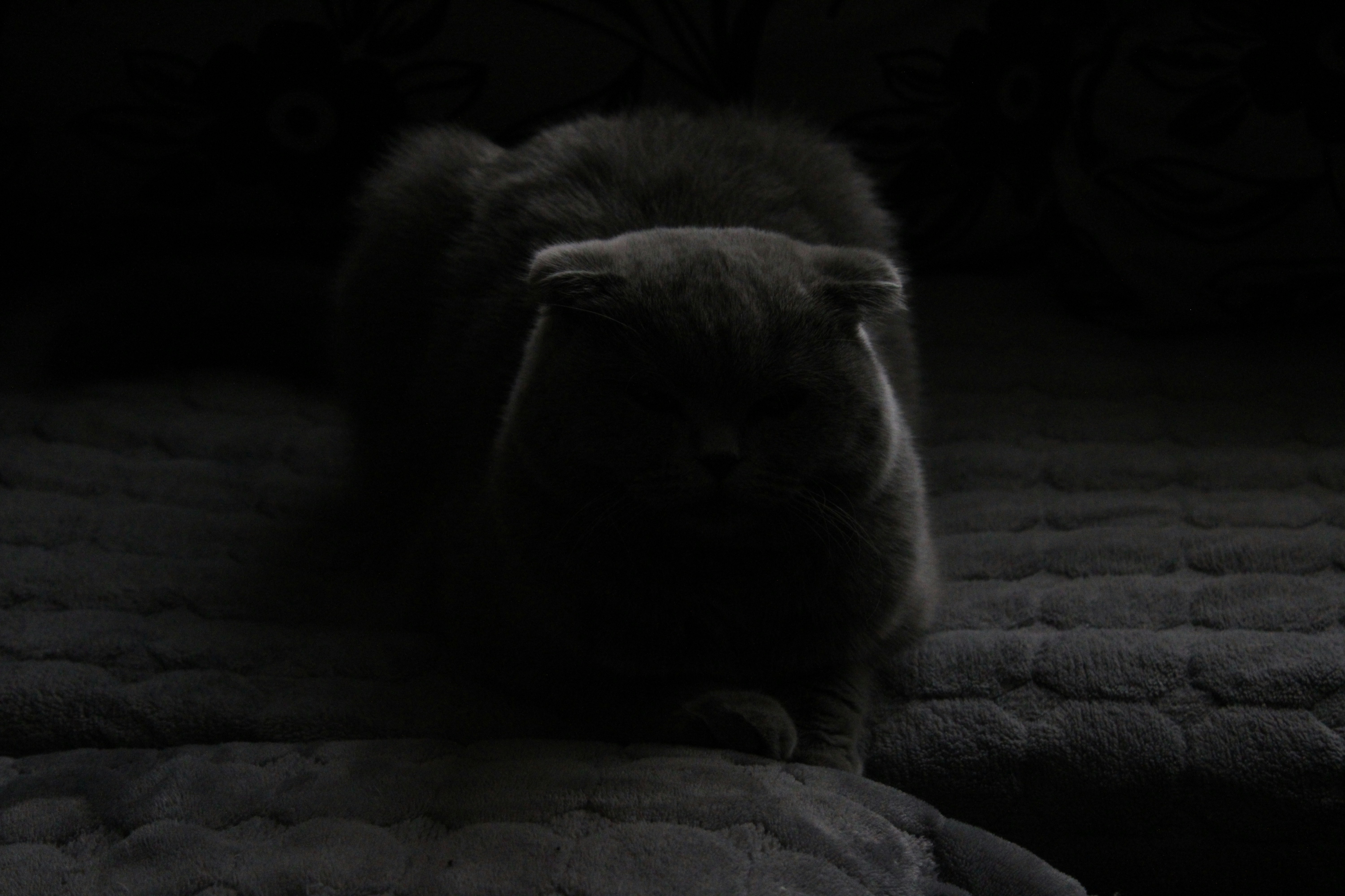 Scottish Fold: Sensitive and Sweet (image credits: unsplash)