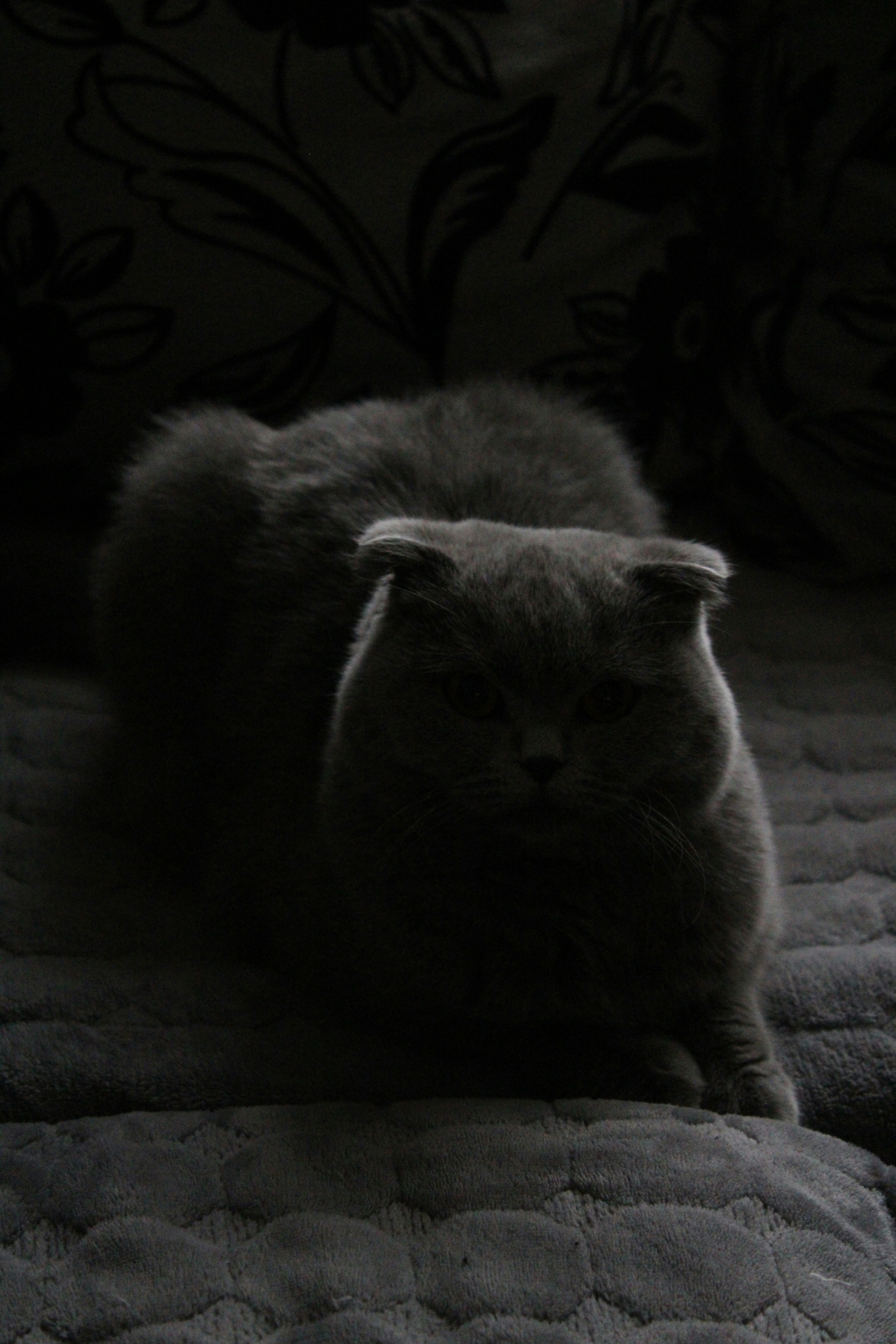 Scottish Fold: The Sweet-Natured Listener (image credits: unsplash)