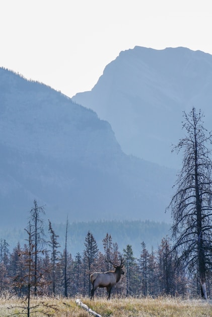 Roosevelt elk bull in Oregon coastal rainforest habitat during the fall rut