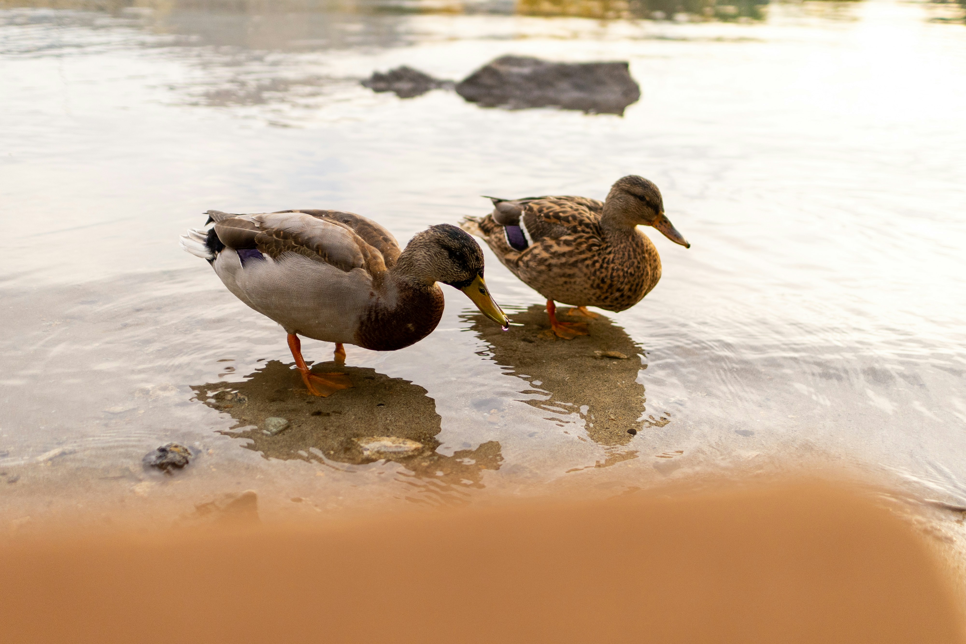A couple of ducks standing on top of a body of water
