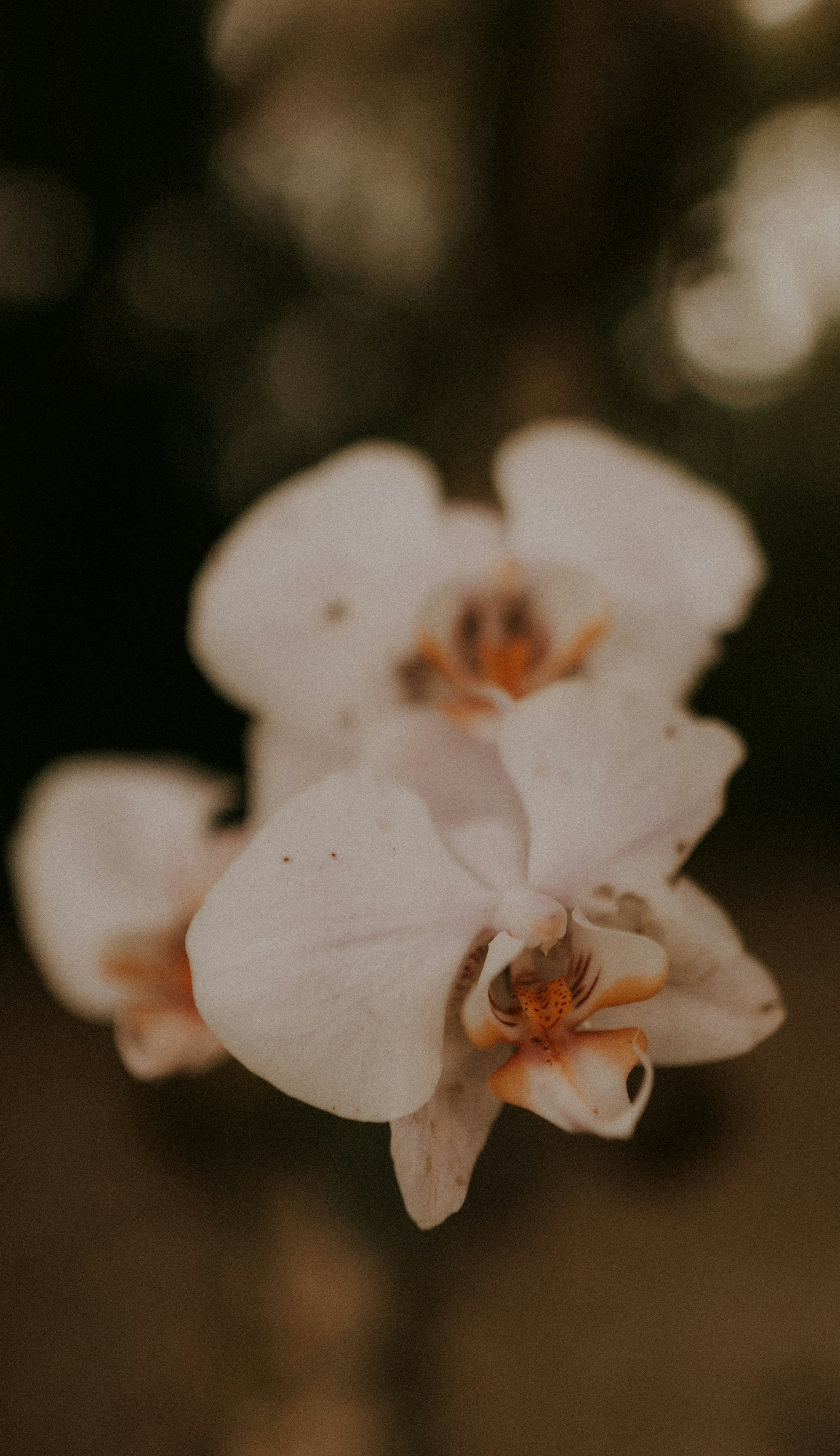 Photo by alexandermassph