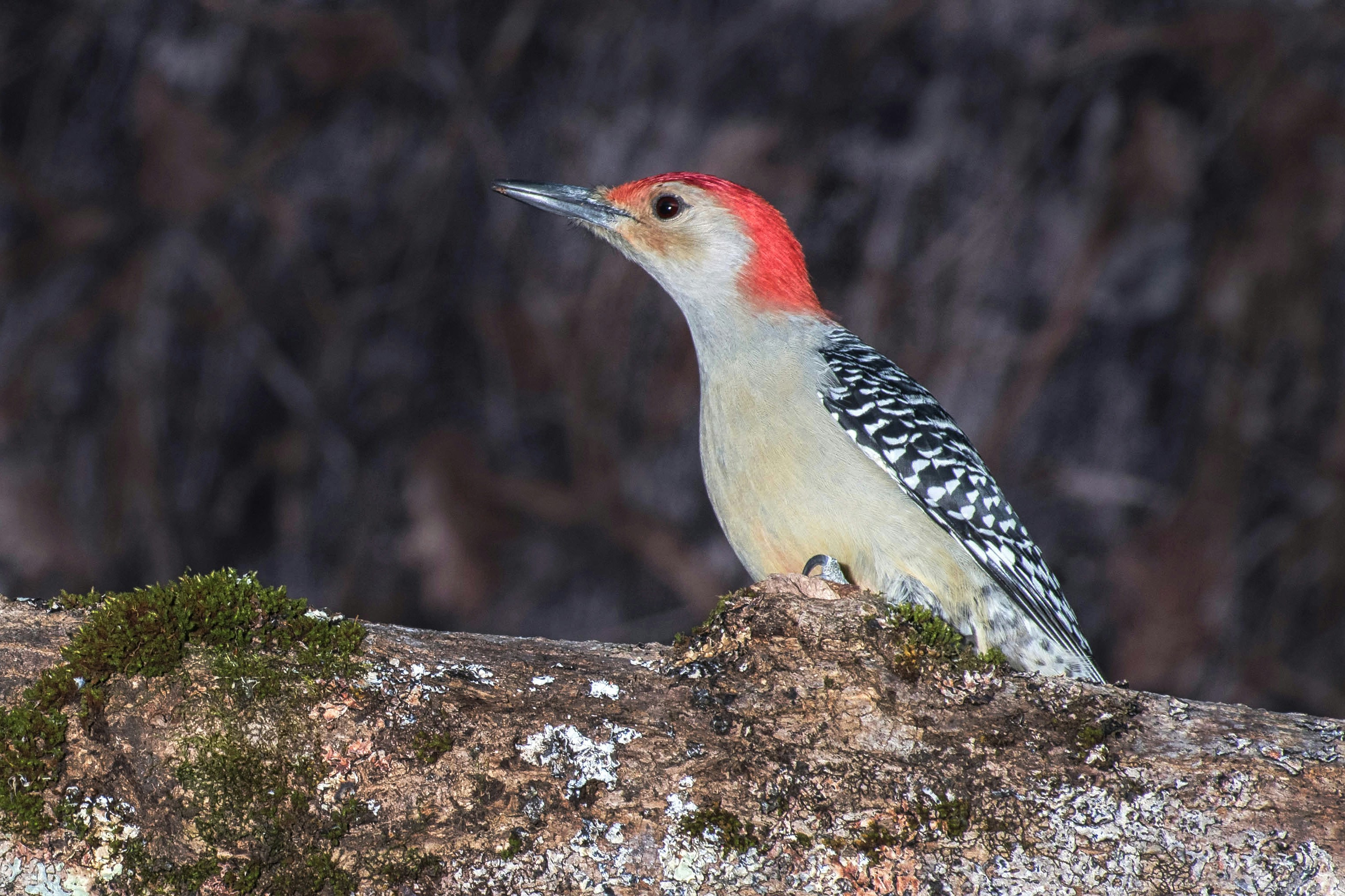 A red - bellied woodpecker perches on a tree branch