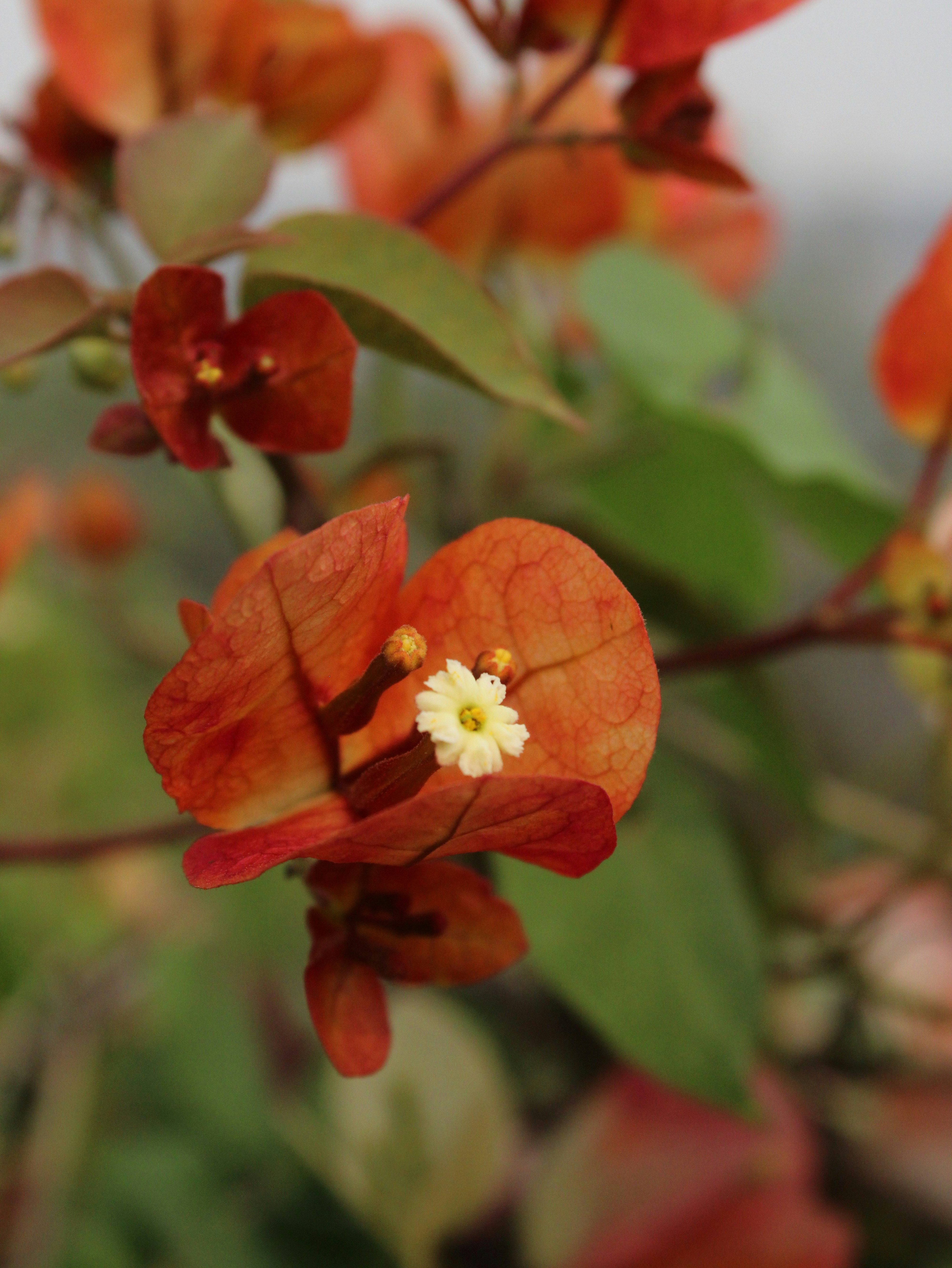 Photo by saurabhkumar4525