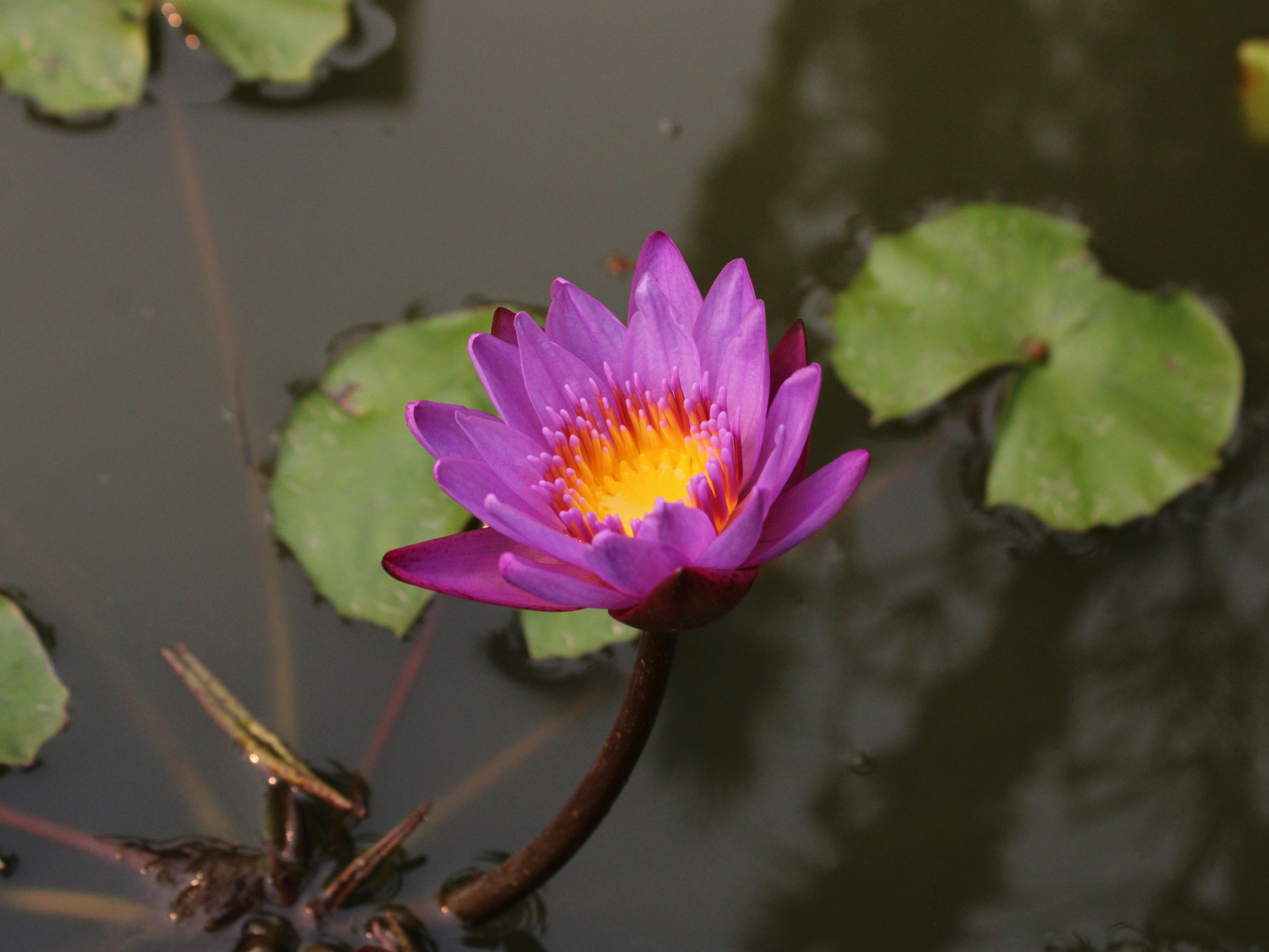 Photo by saurabhkumar4525