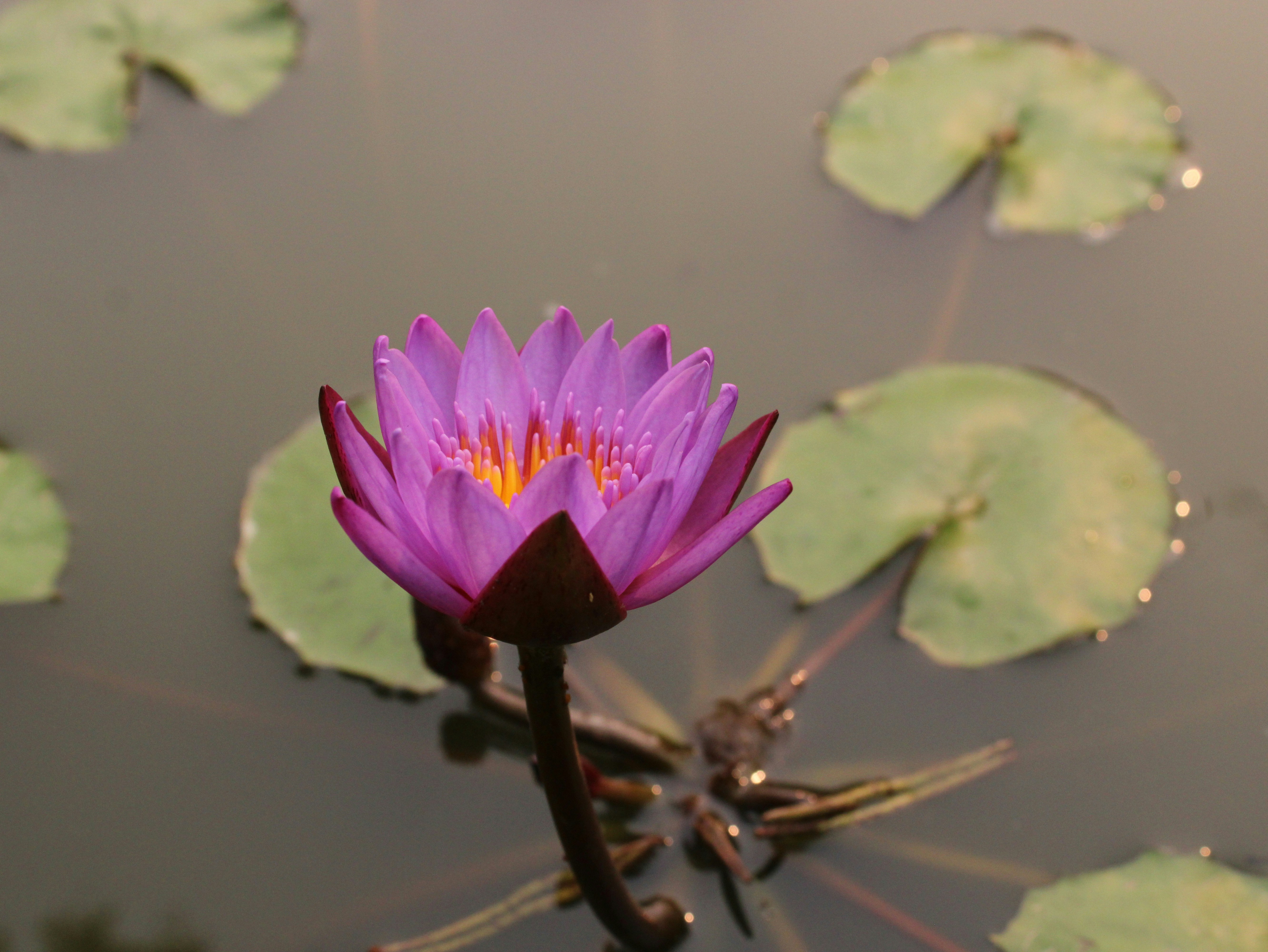 Photo by saurabhkumar4525