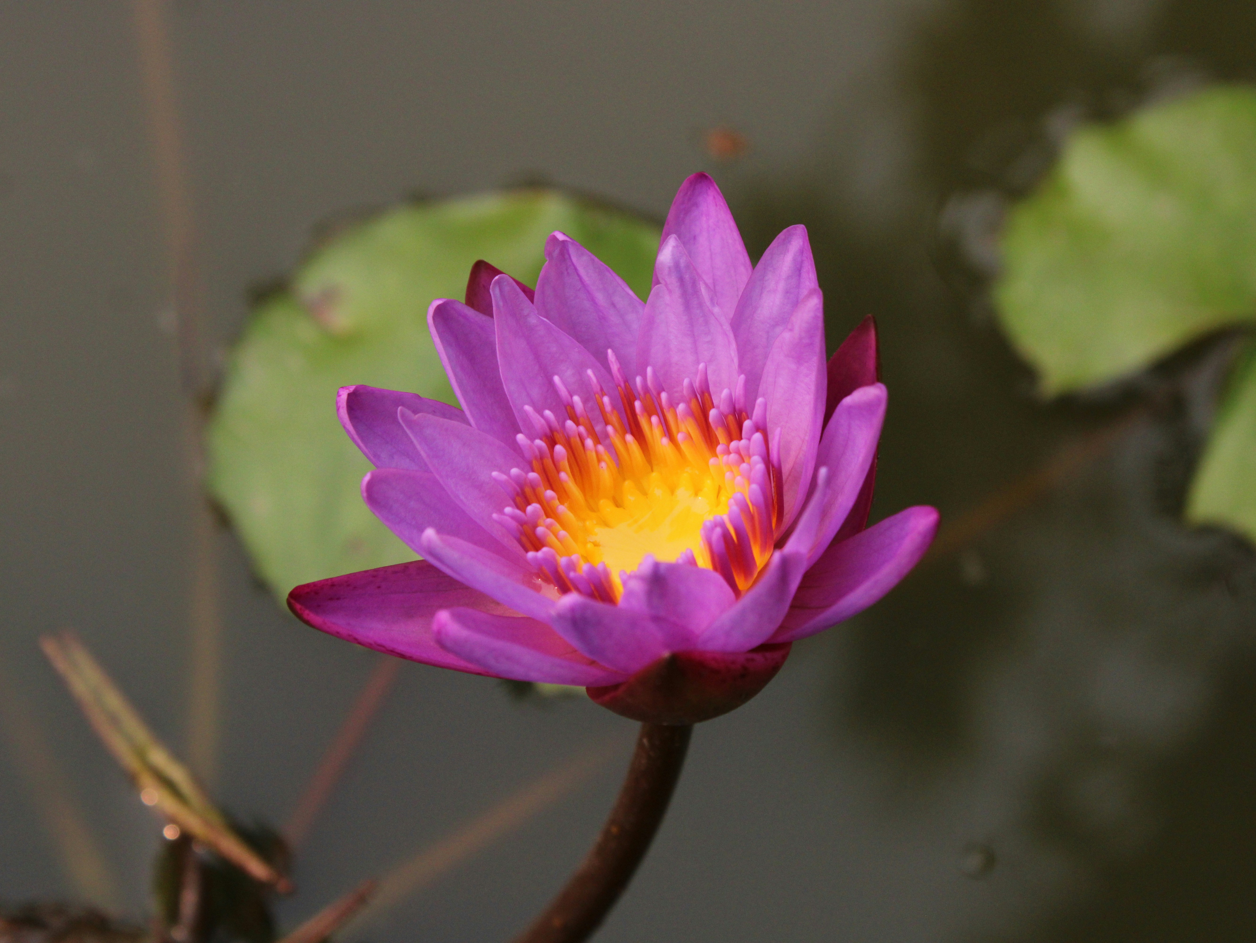 Photo by saurabhkumar4525