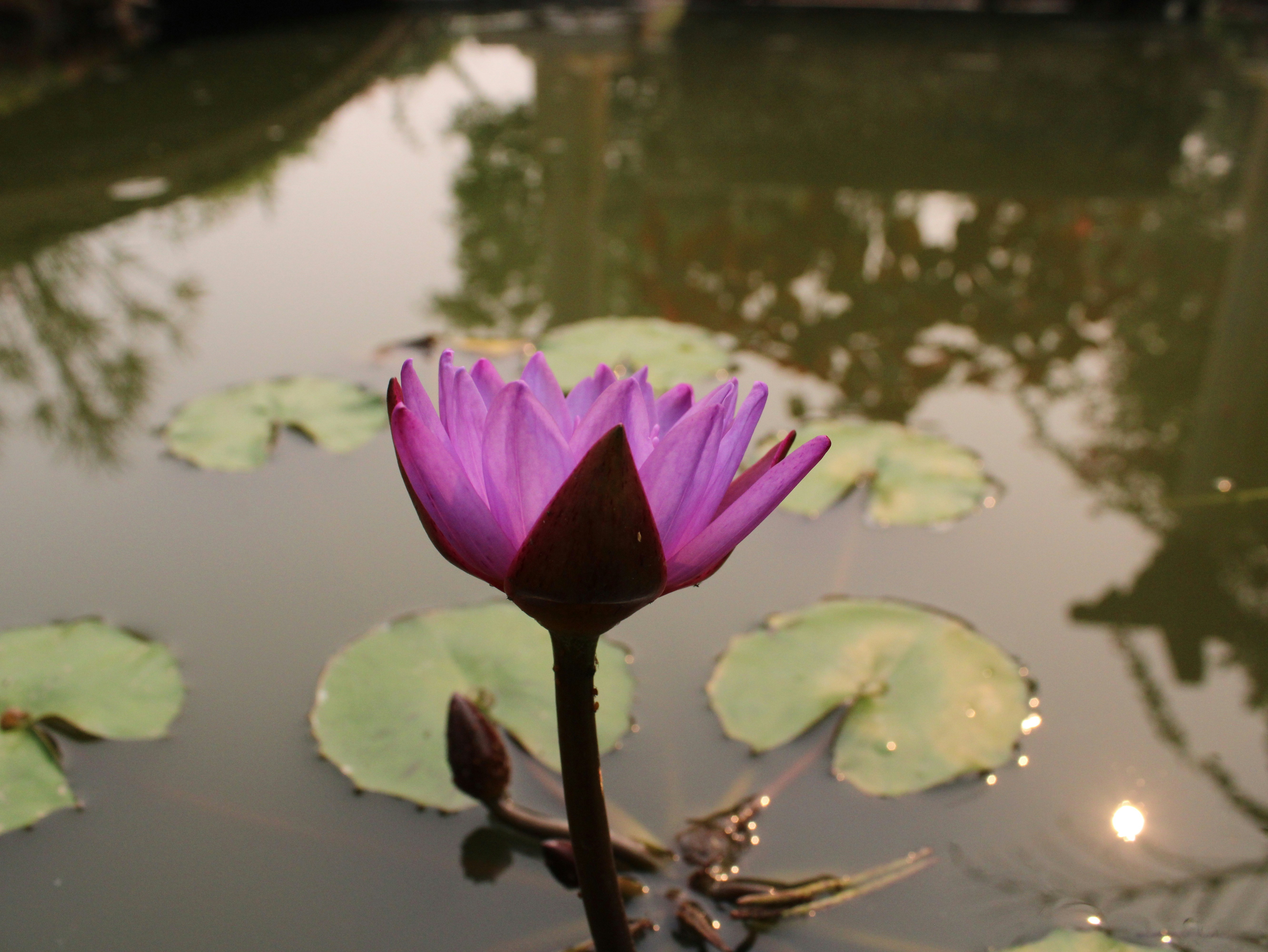 Photo by saurabhkumar4525