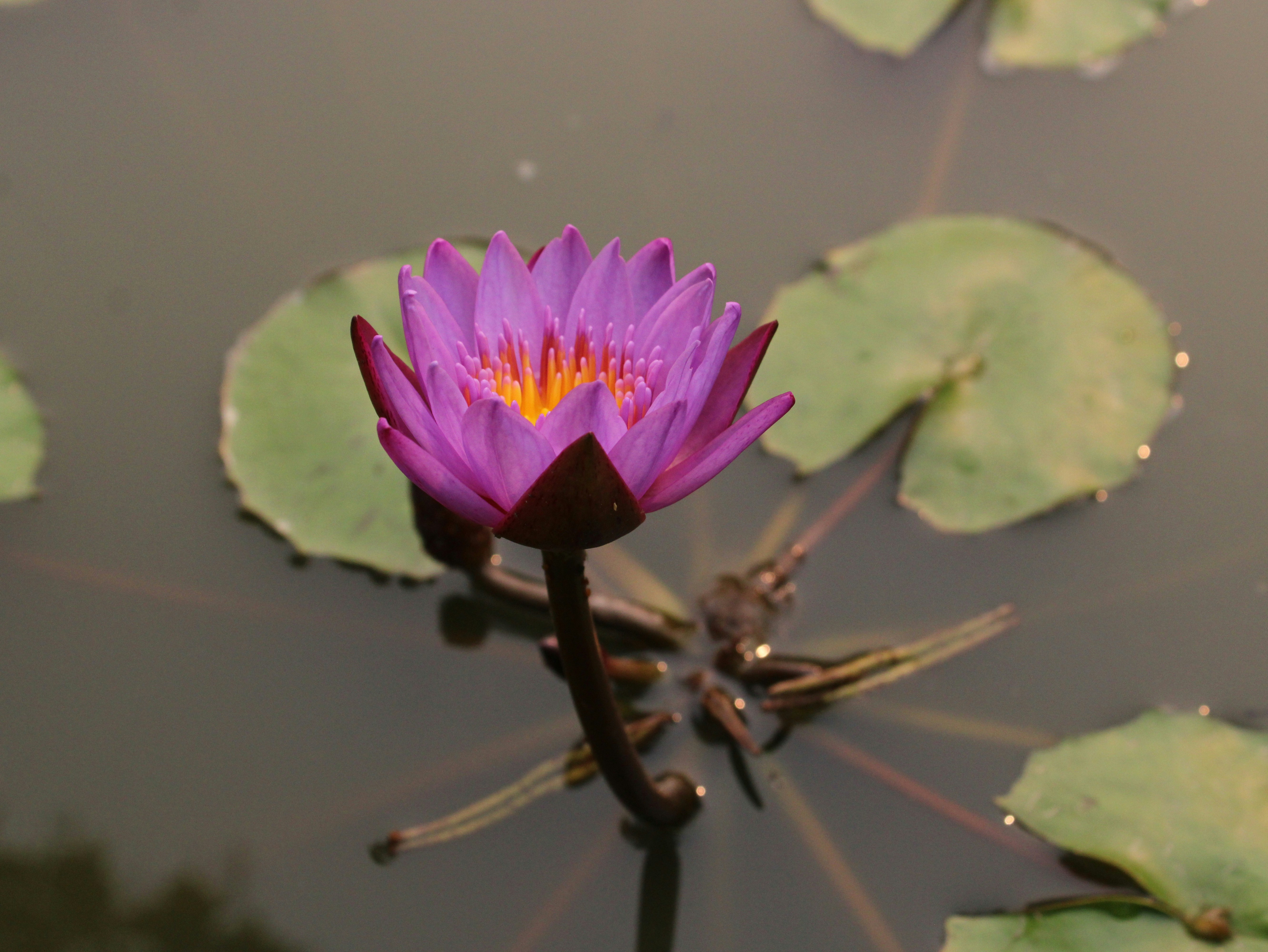 Photo by saurabhkumar4525