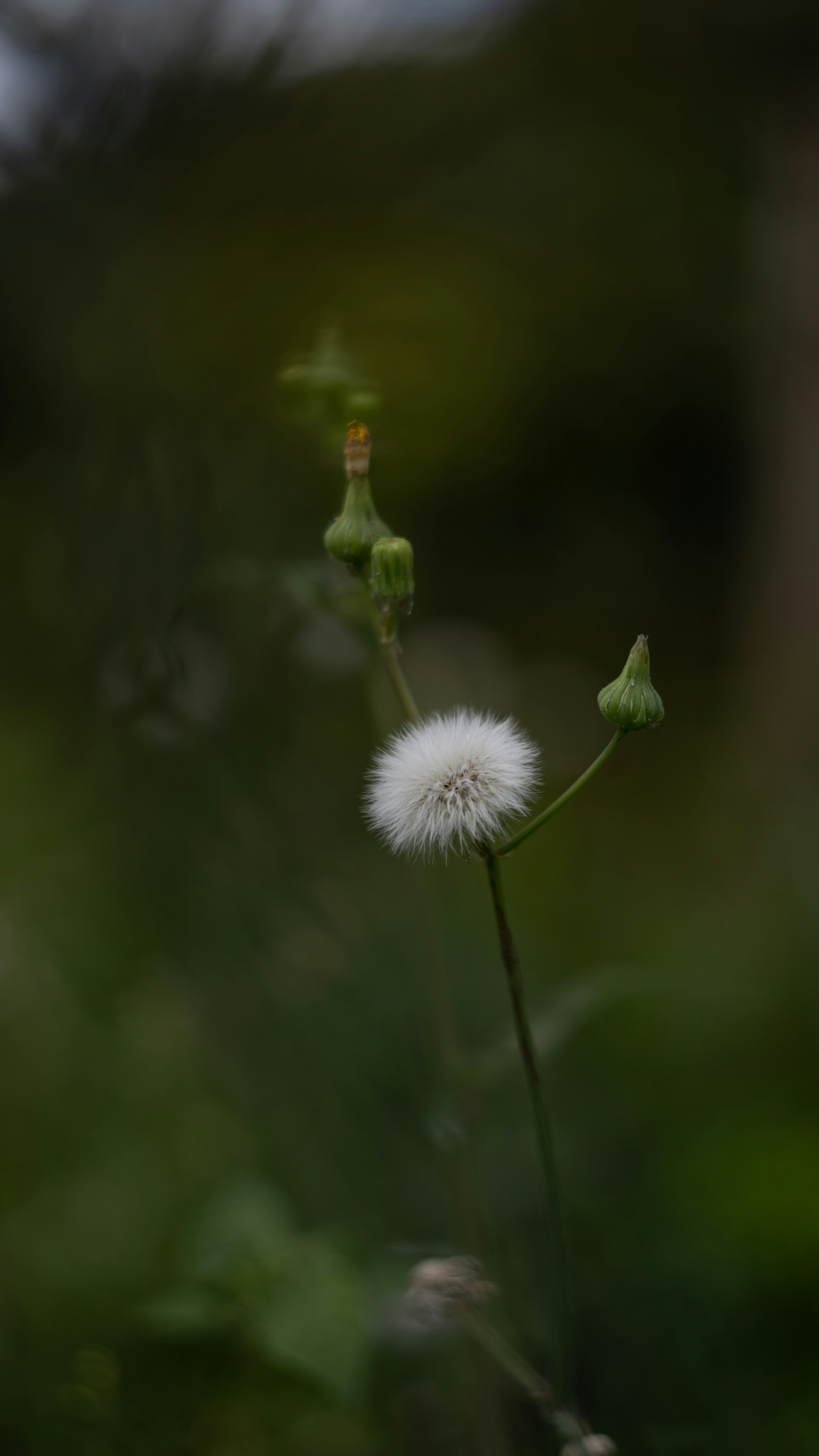 Photo by lucasdalamartaphoto