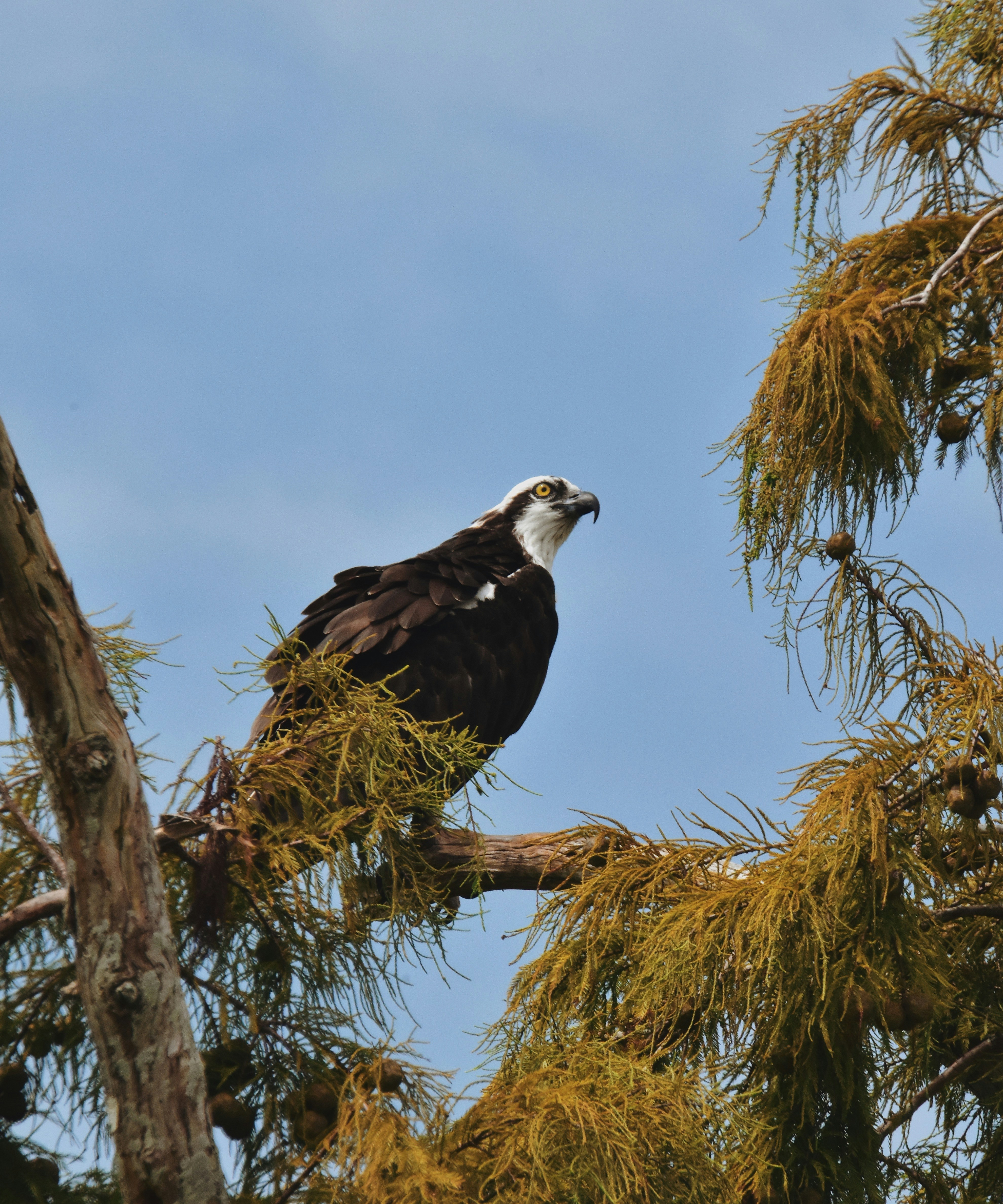 Un'aquila calva appollaiata in cima a un ramo di un albero