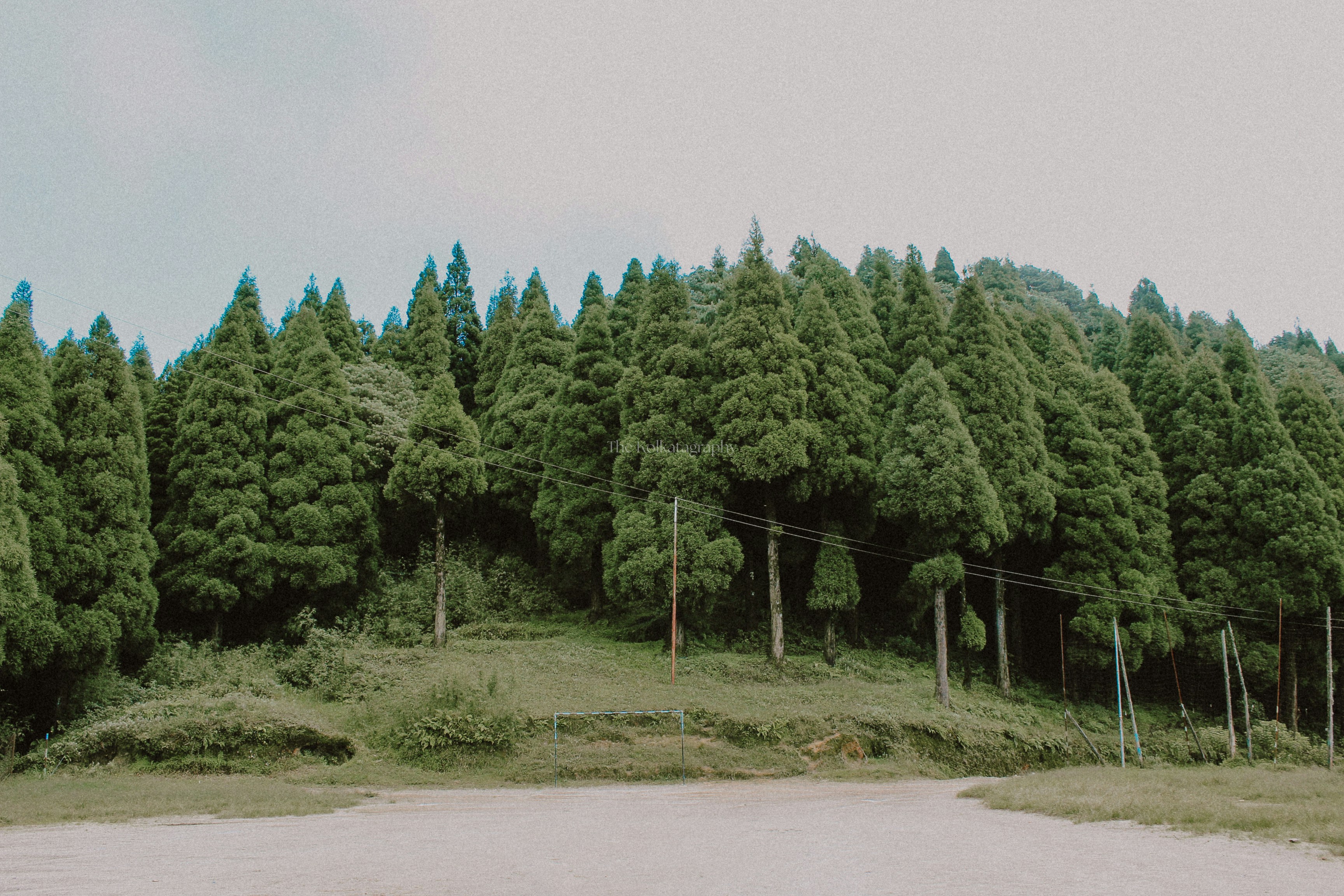 A group of trees sitting on top of a lush green hillside