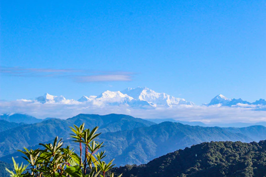 A view of a mountain range with trees in the foreground