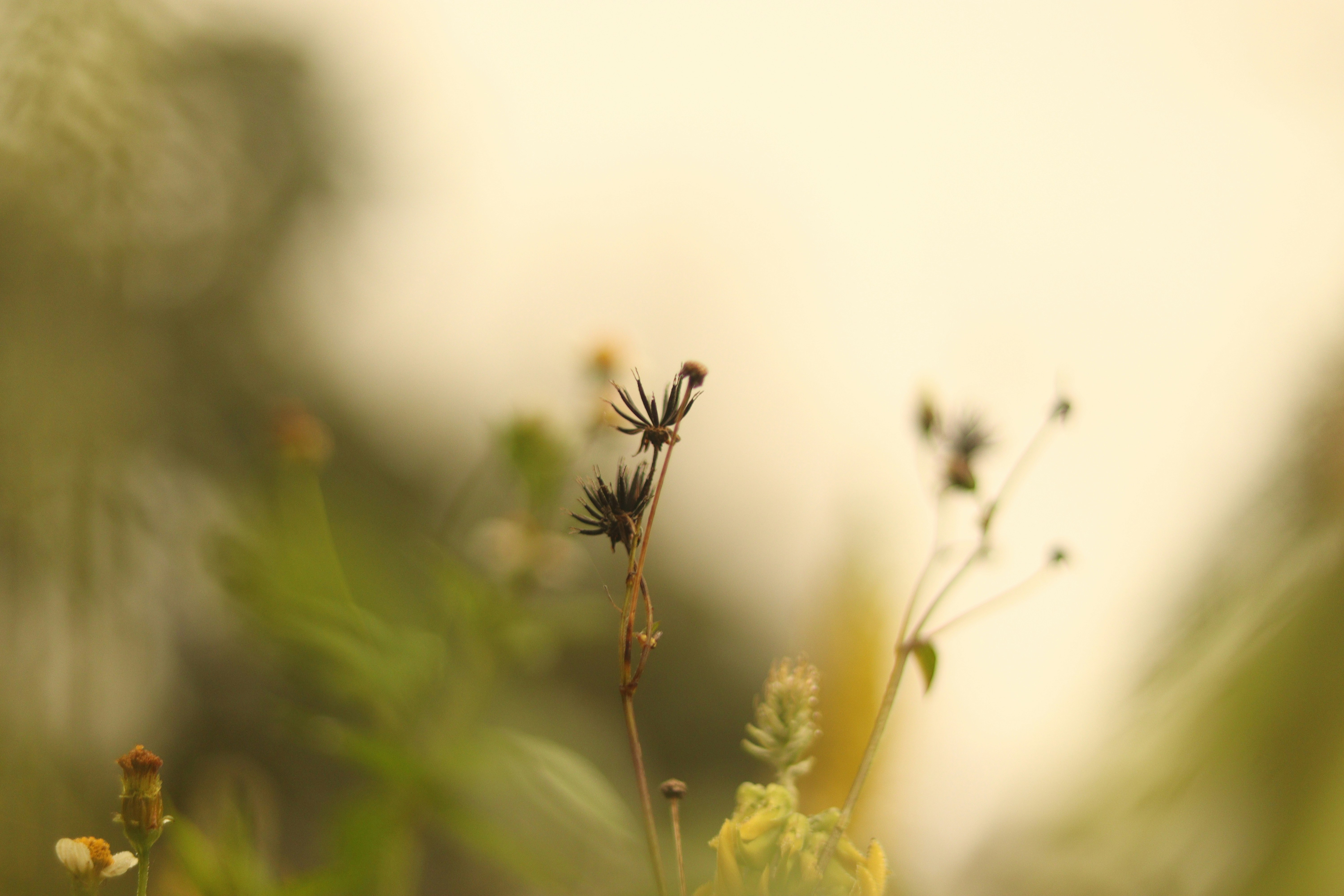 Photo by rafsalrahim