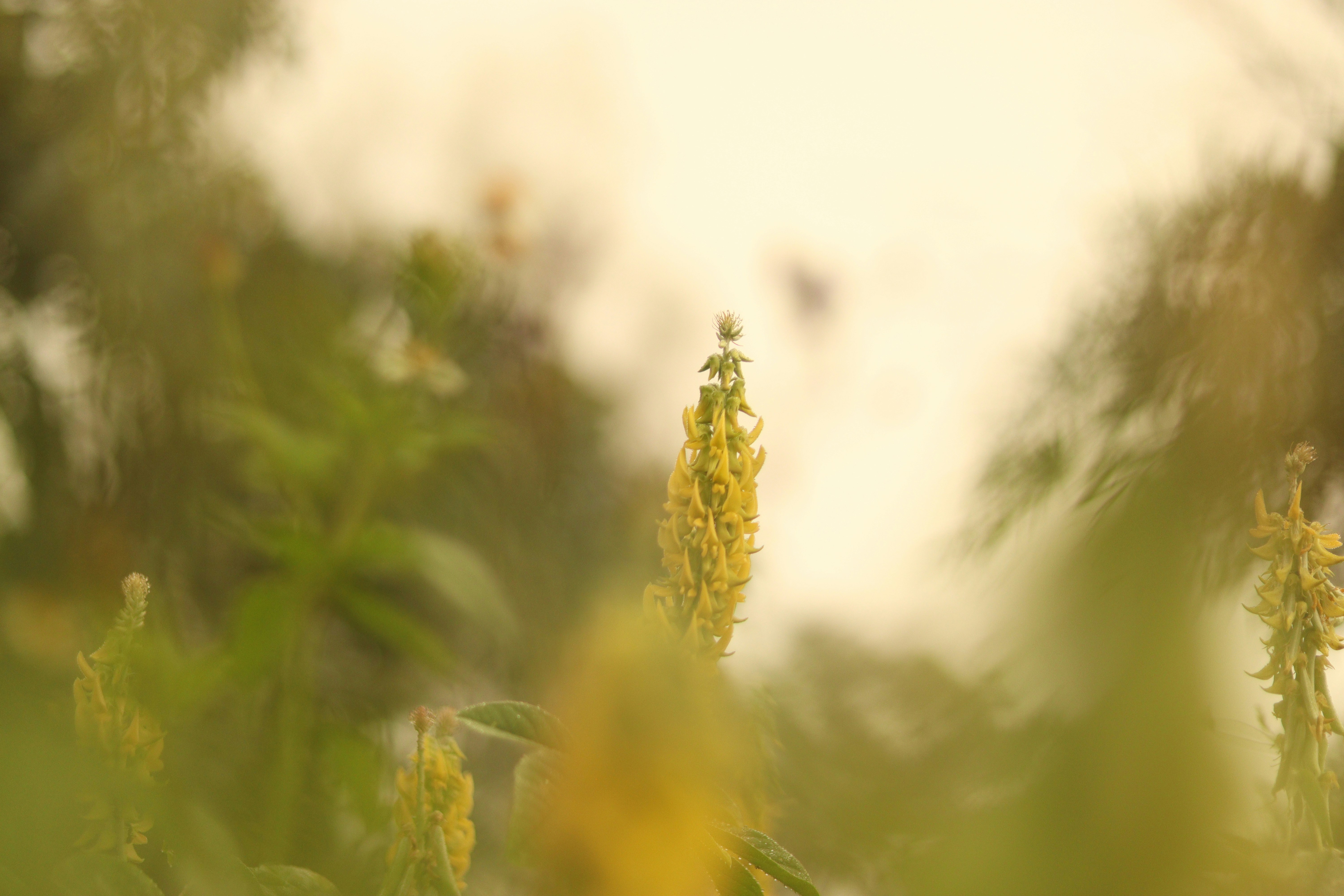Photo by rafsalrahim