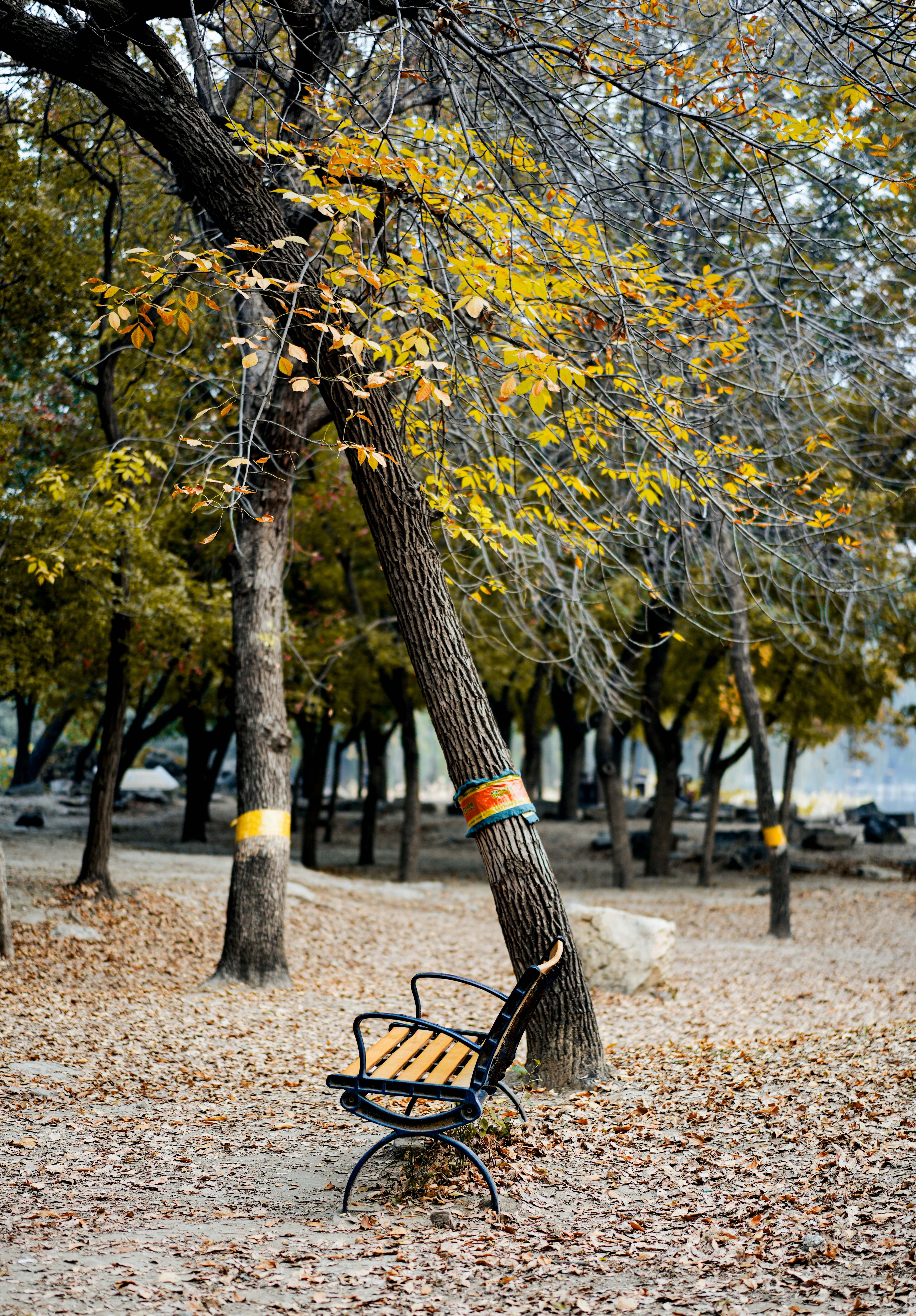 A park bench sitting under a tree in a park photo – Free China Image on ...