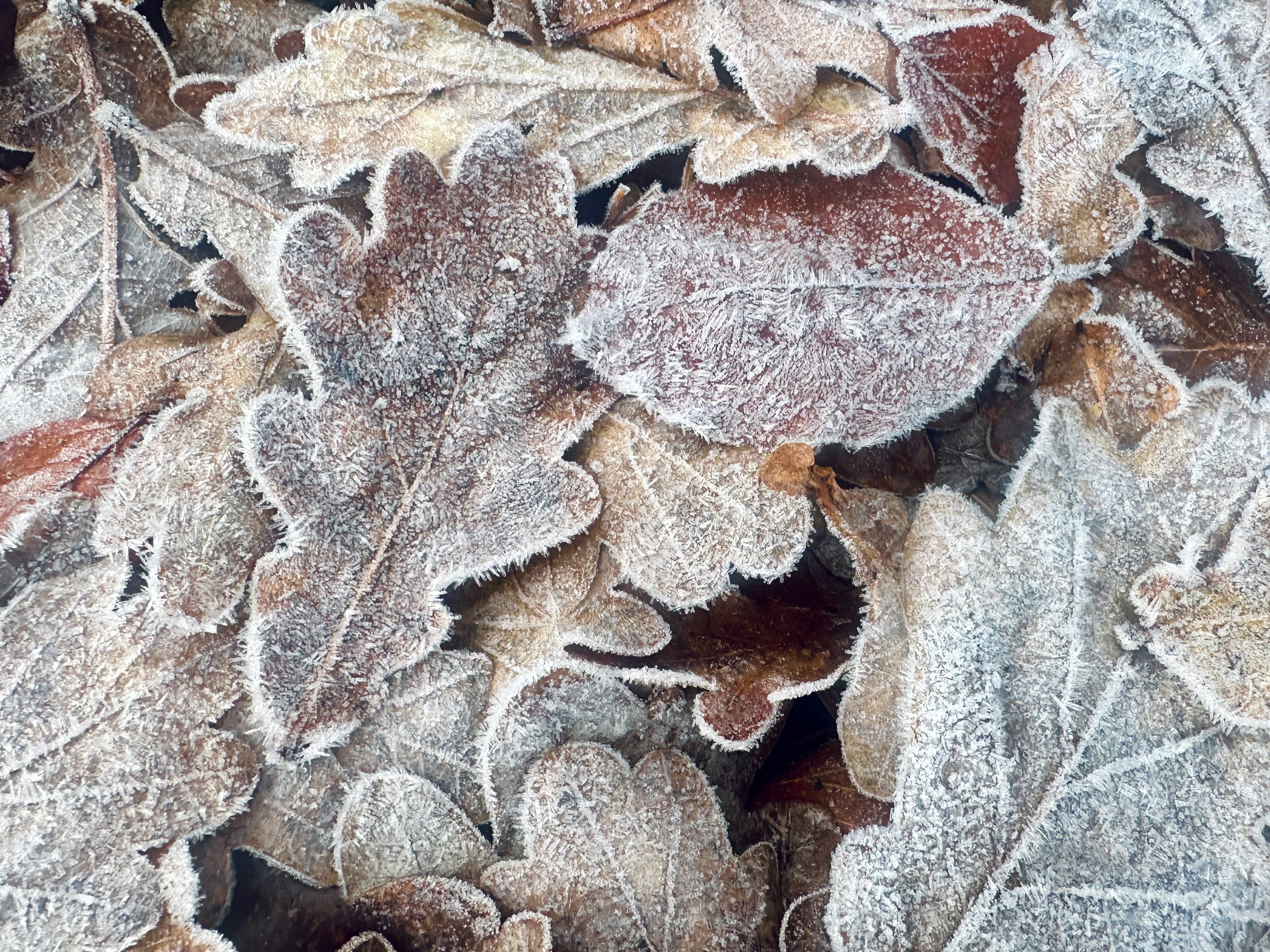A bunch of frosted leaves on the ground