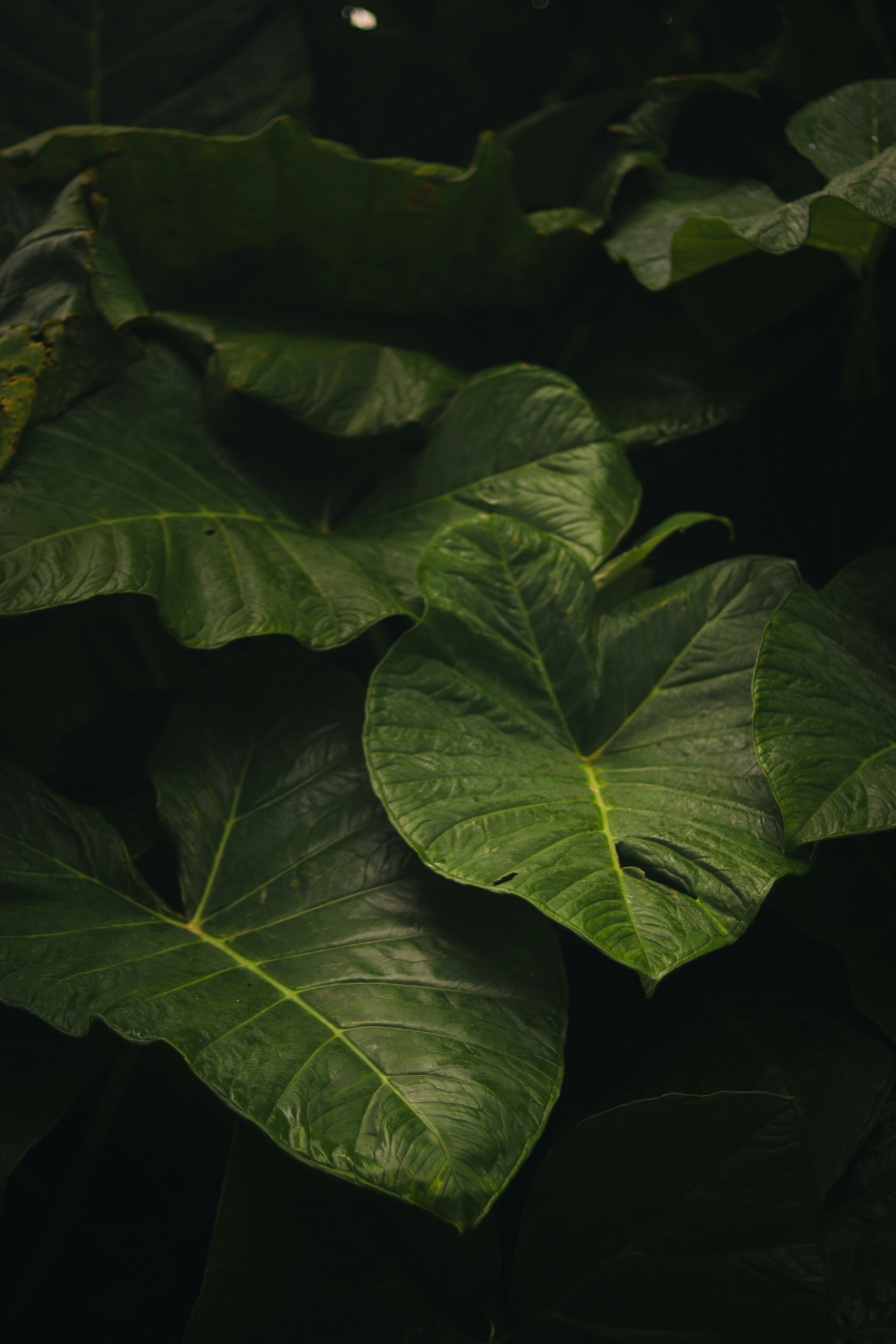 Photo by rafsalrahim